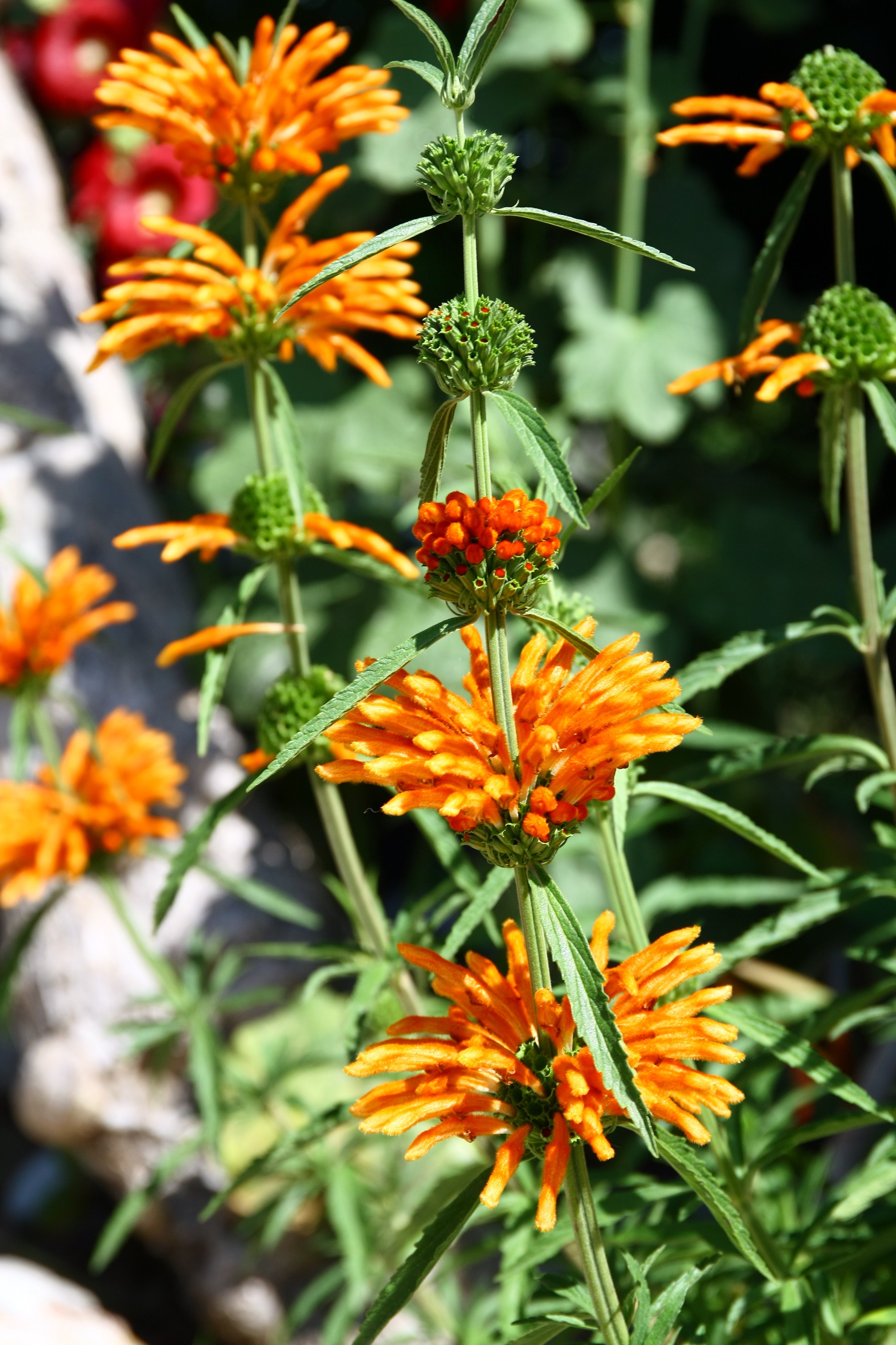 25 KLIP DAGGA (Lions Ear / Lions Tail / Wild Klip Dagga) Leonotis Nepetifolia Flower Seeds