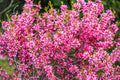 5 DWARF RUSSIAN ALMOND Prunus Tenella Rose Red Pink Fragrant Flower Shrub Seeds