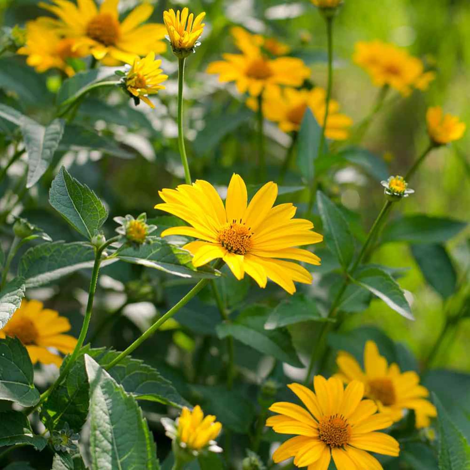 False Sunflower Seeds (Heliopsis Helianthoides) - Hardy Perennial, Heat & Drought Tolerant Blooms
