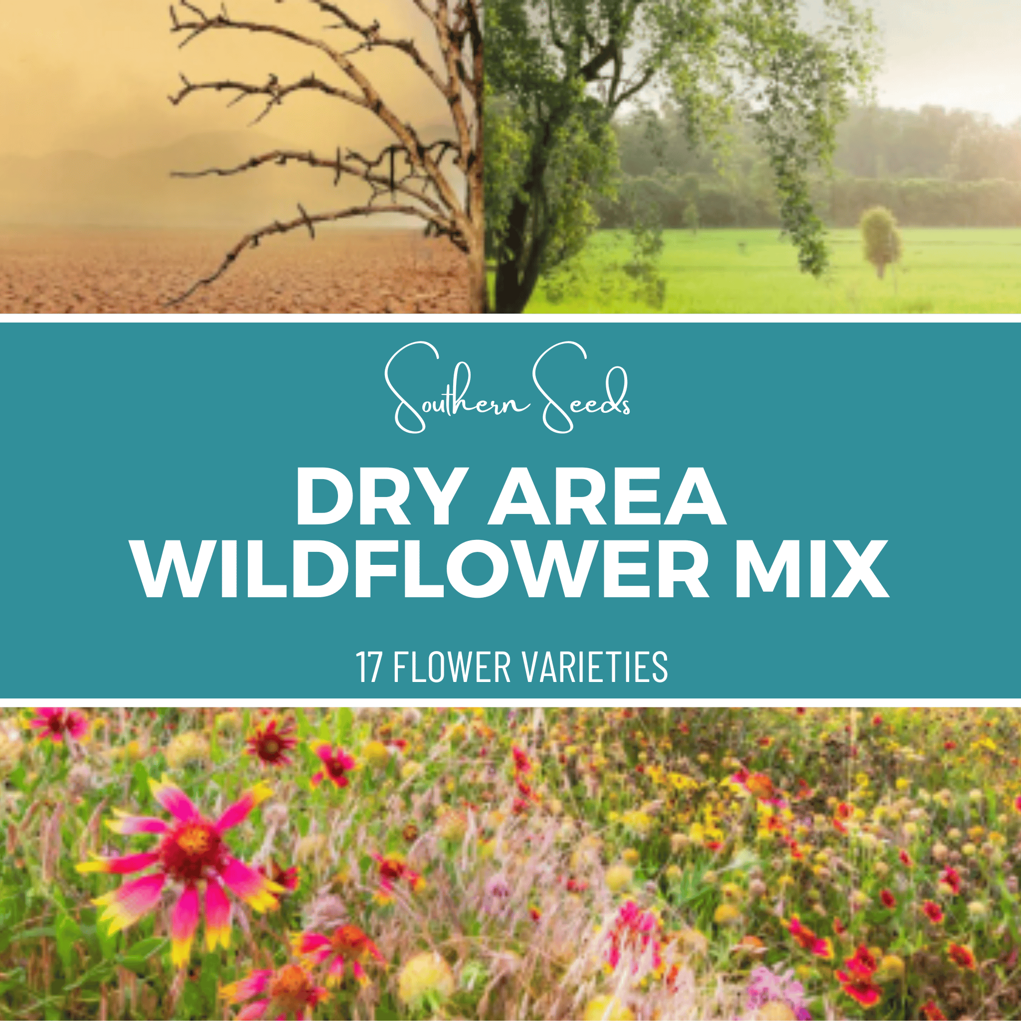 Dry Area Wildflower Seed Mix (18 Varieties) – 1,000 Seeds