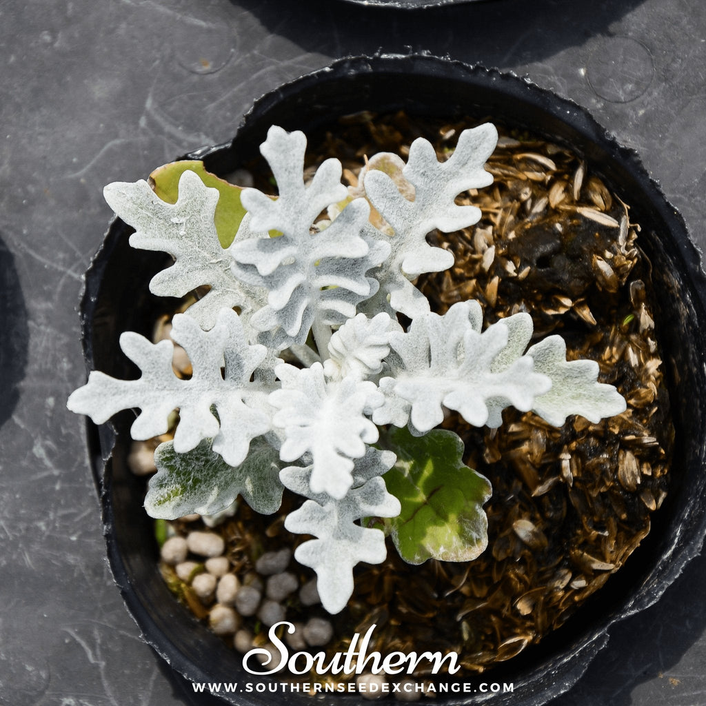 Dusty Miller Sivertown – 200 Seeds