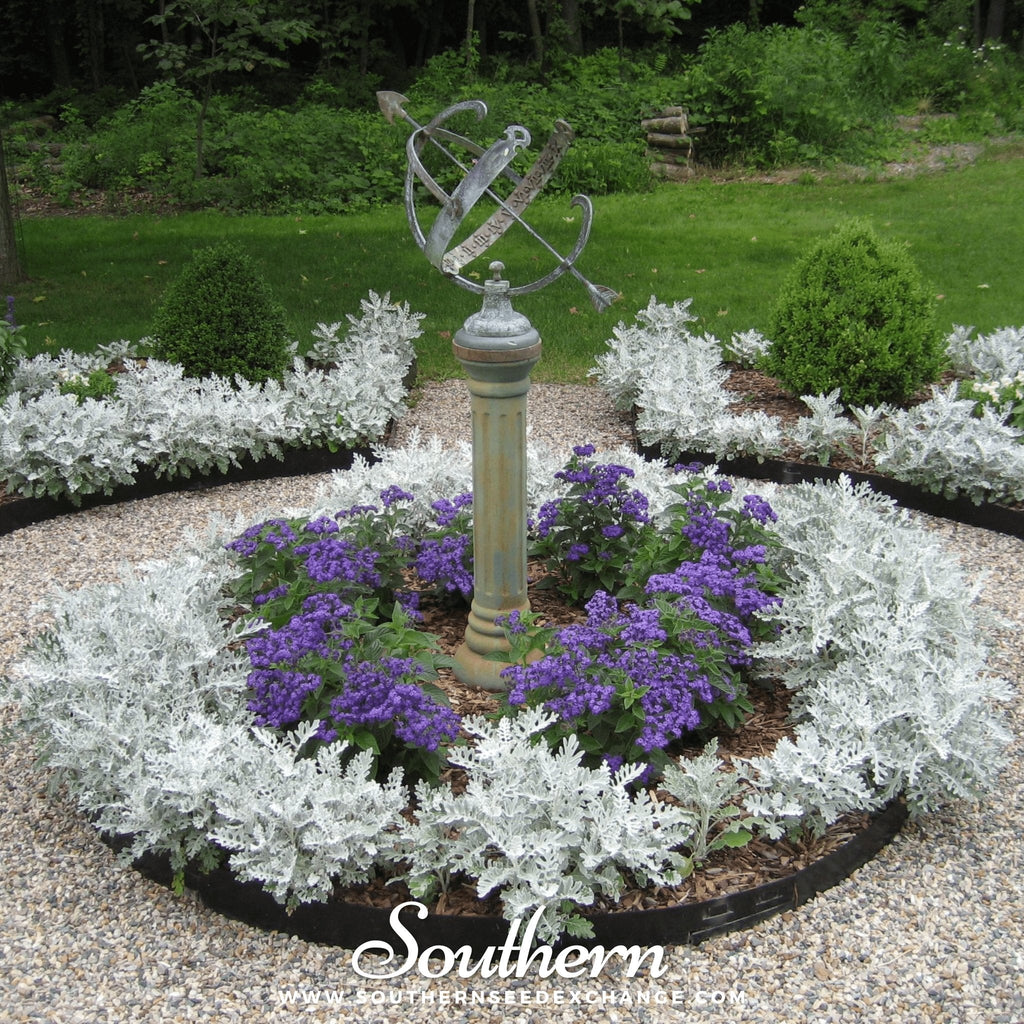 Dusty Miller Sivertown – 200 Seeds