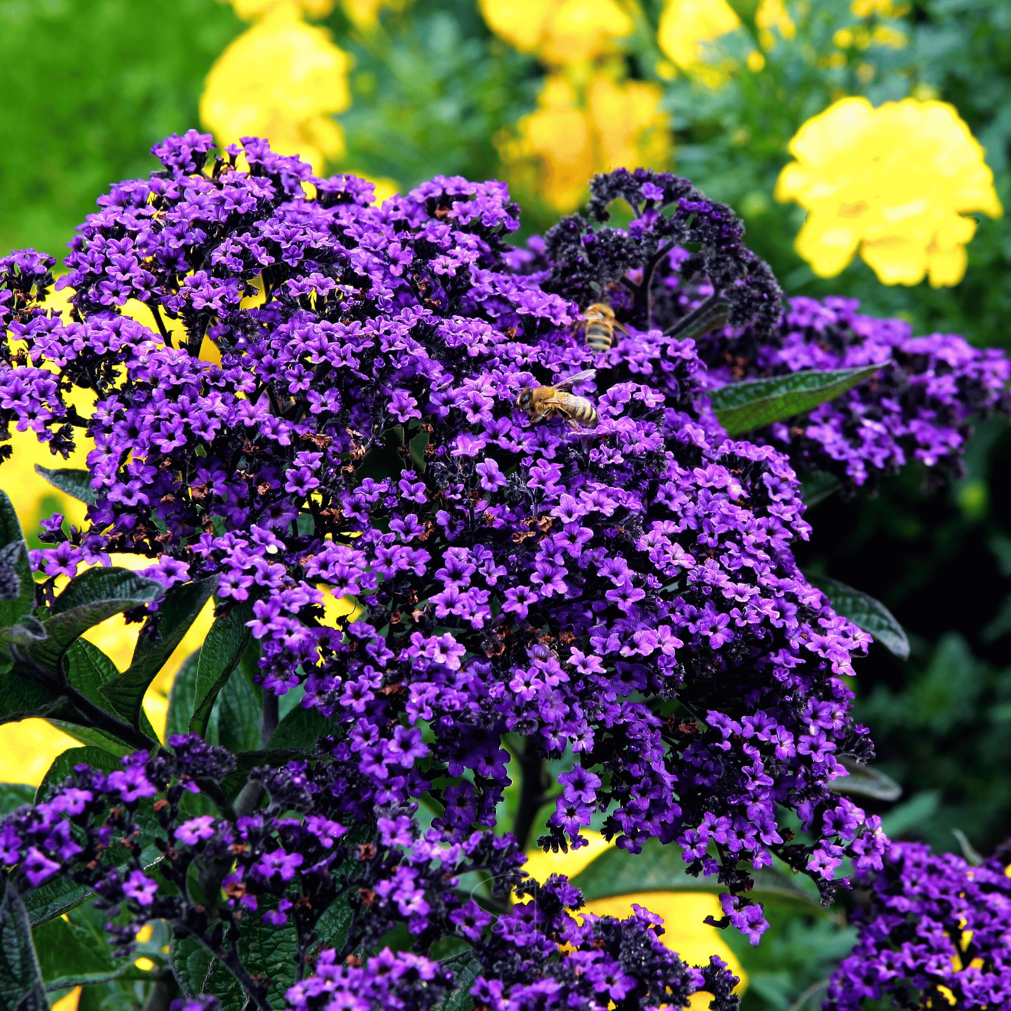 Dwarf Marine Heliotrope – 50 Seeds