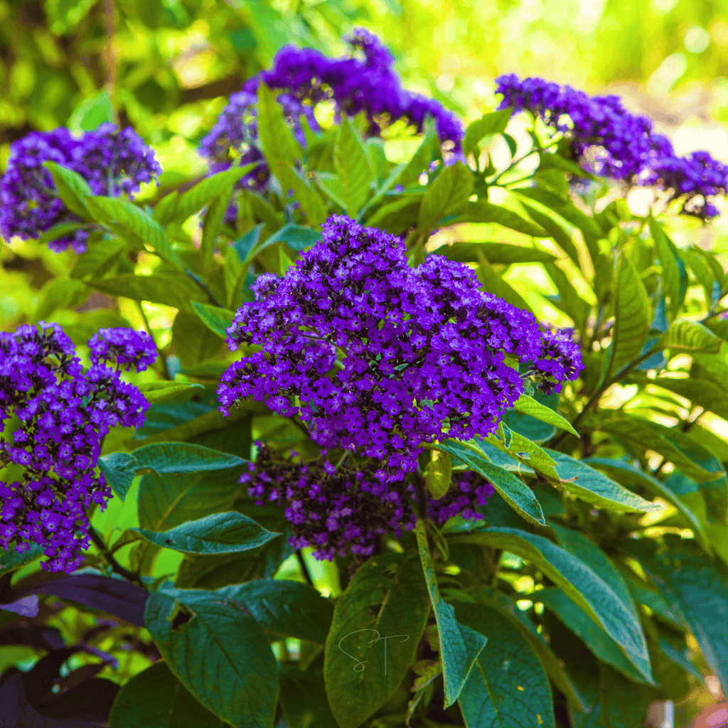 Dwarf Marine Heliotrope – 50 Seeds