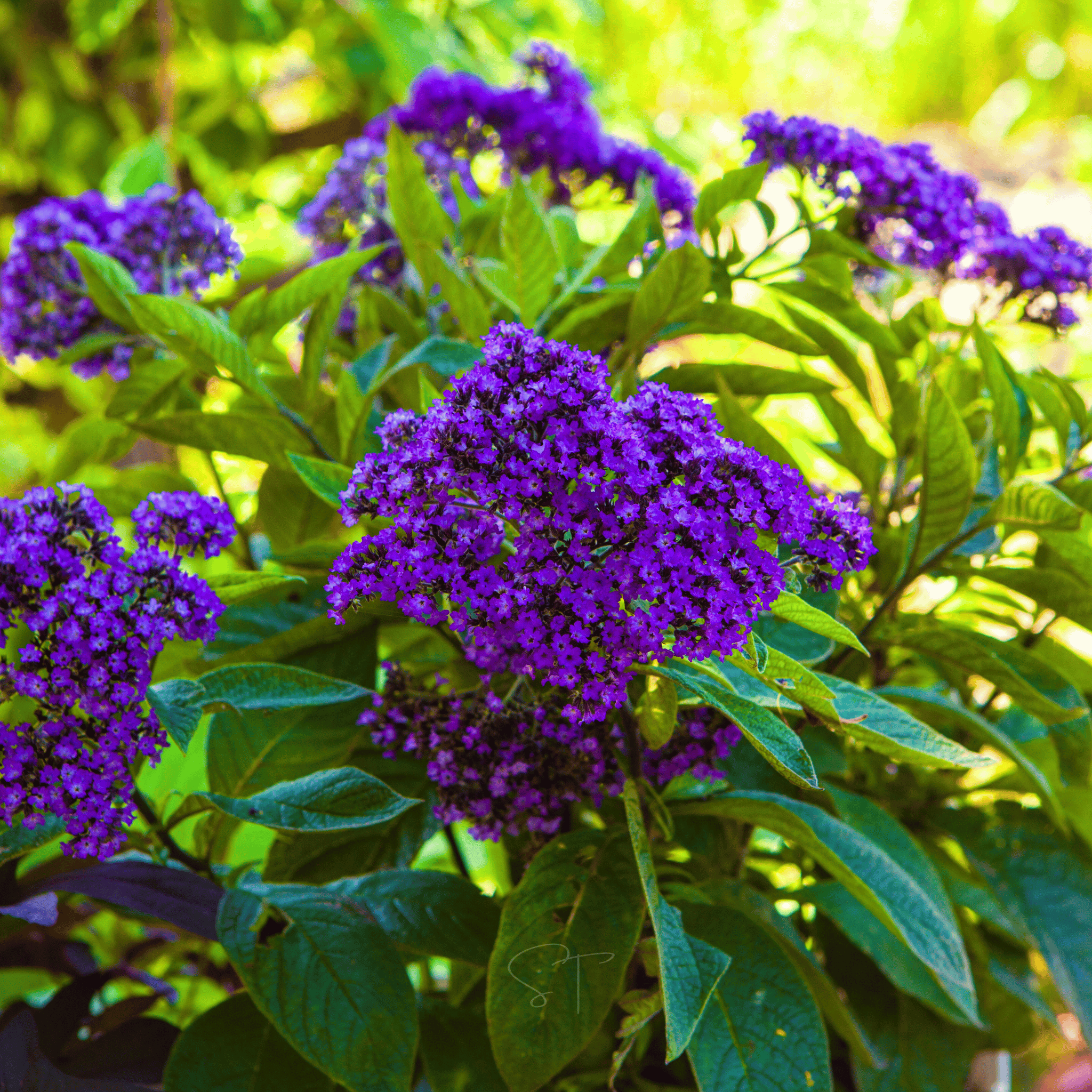 Dwarf Marine Heliotrope – 50 Seeds