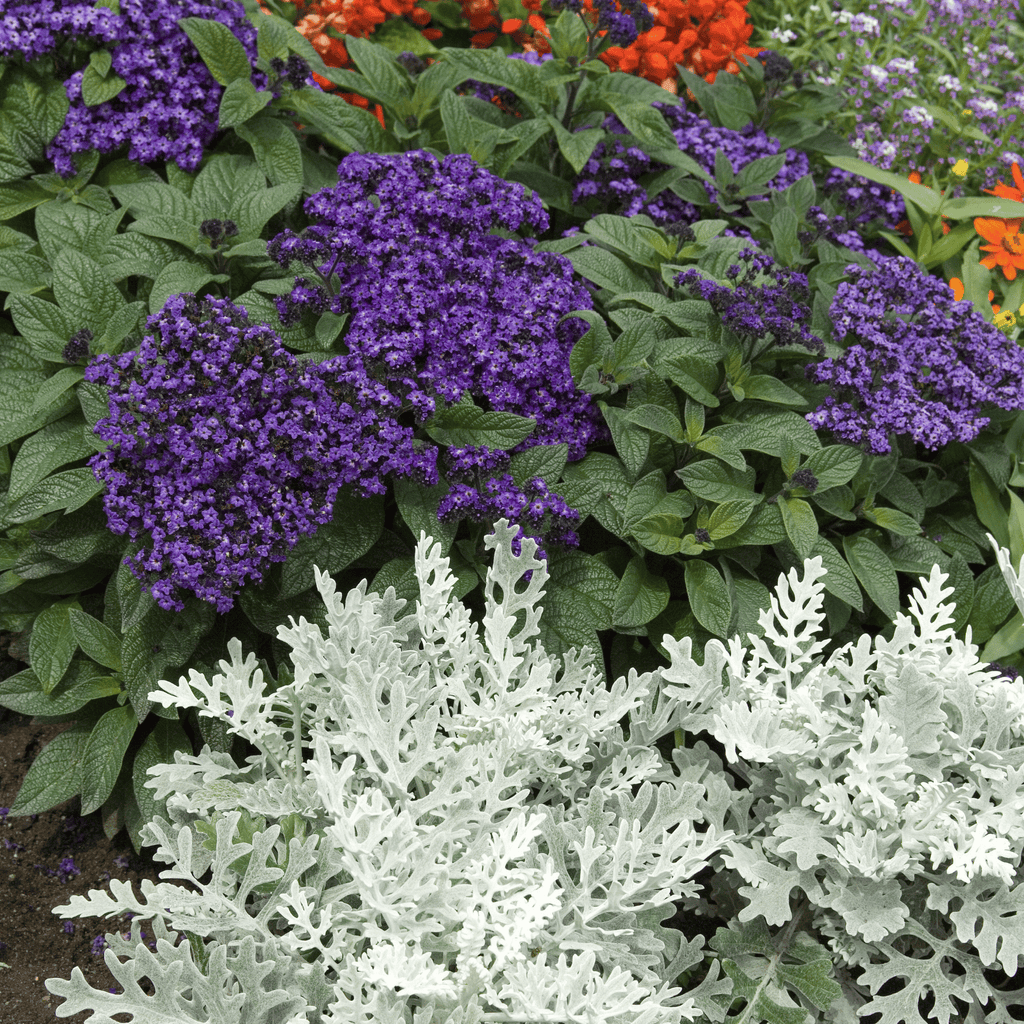 Dwarf Marine Heliotrope – 50 Seeds