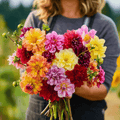 Early Bird Dahlia – 25 Seeds