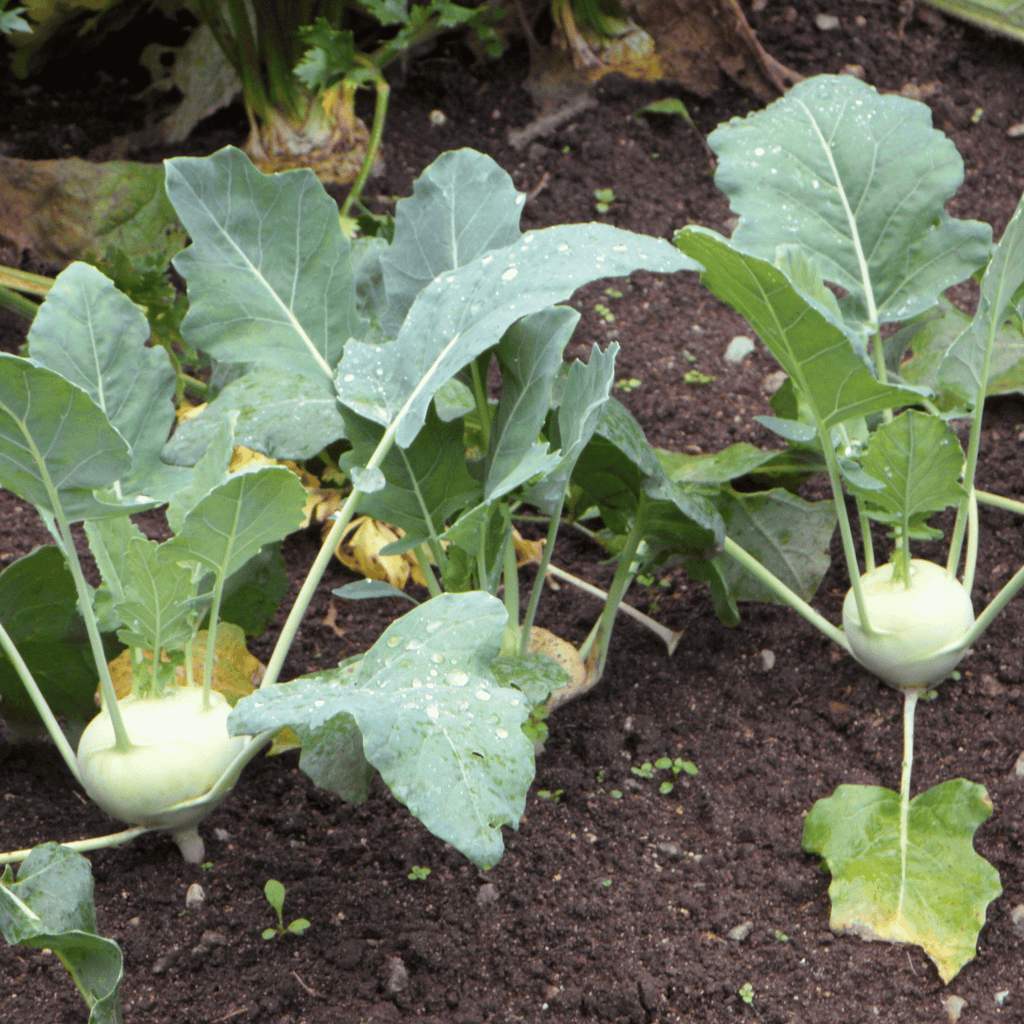 Early White Vienna Kohlrabi – 100 Seeds