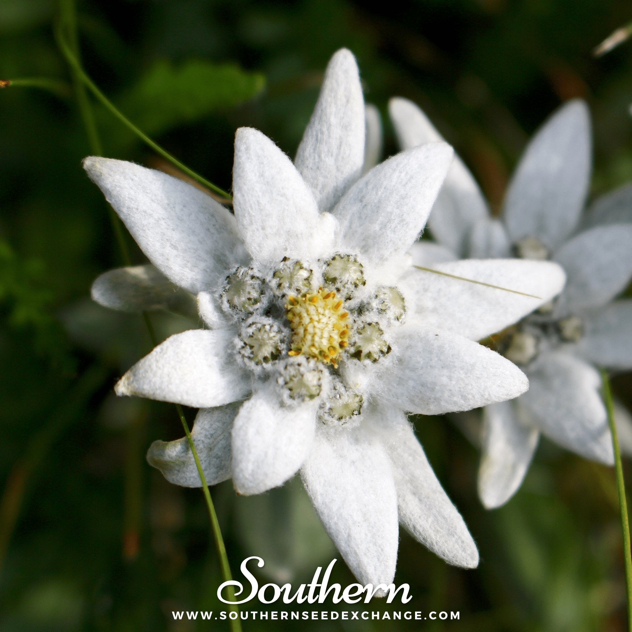 Edelweiss – 100 Seeds