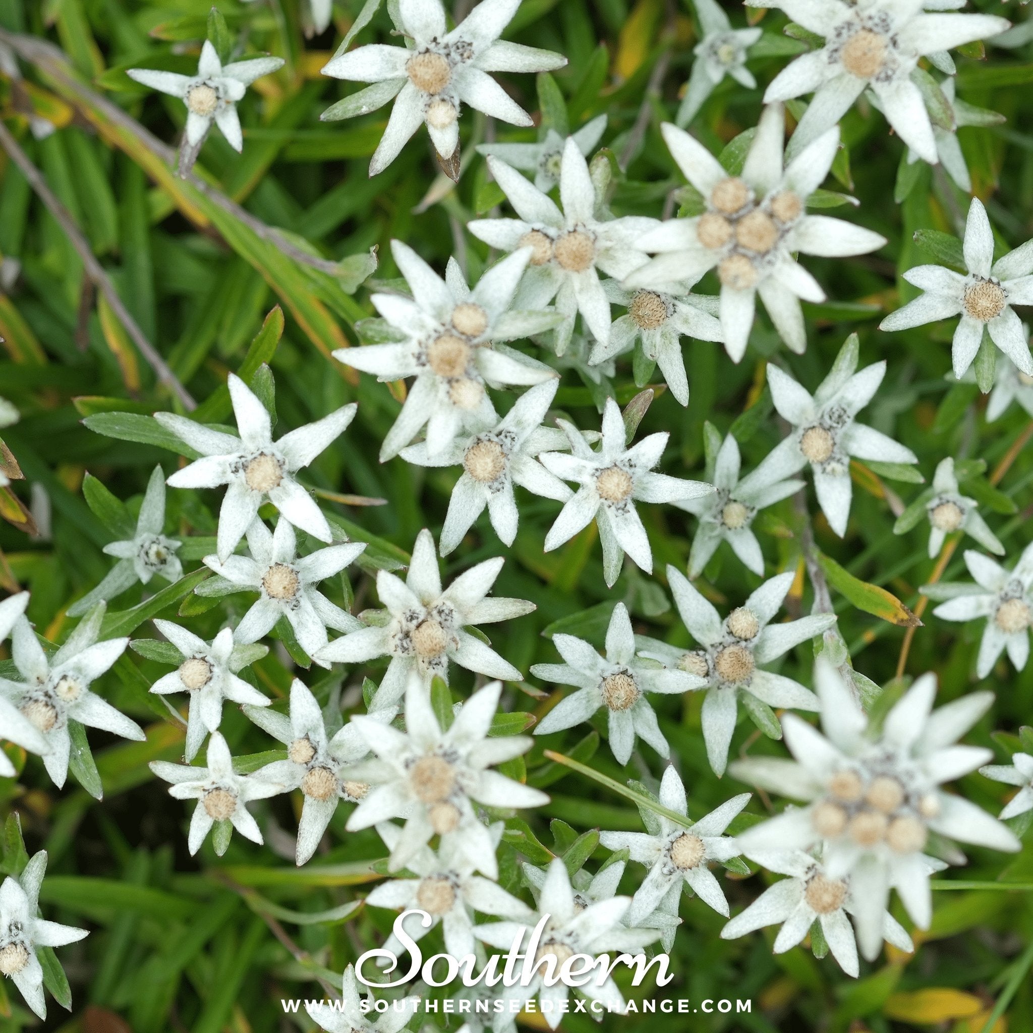 Edelweiss – 100 Seeds