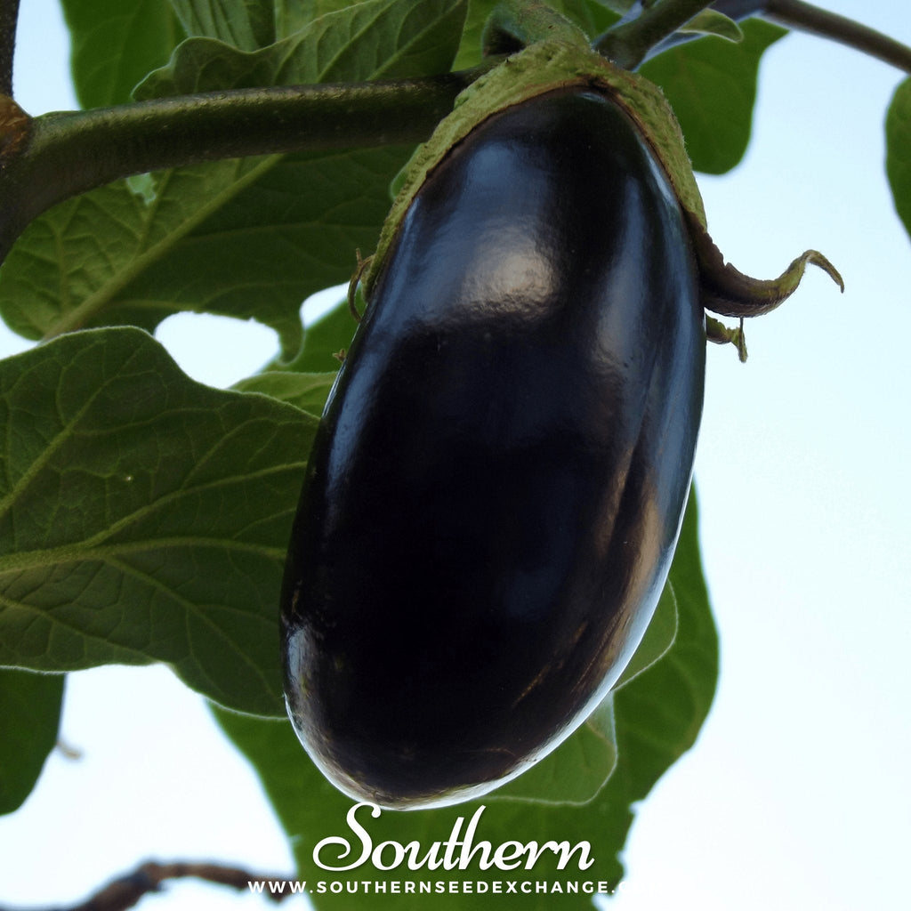 Black Beauty Eggplant – 50 Seeds
