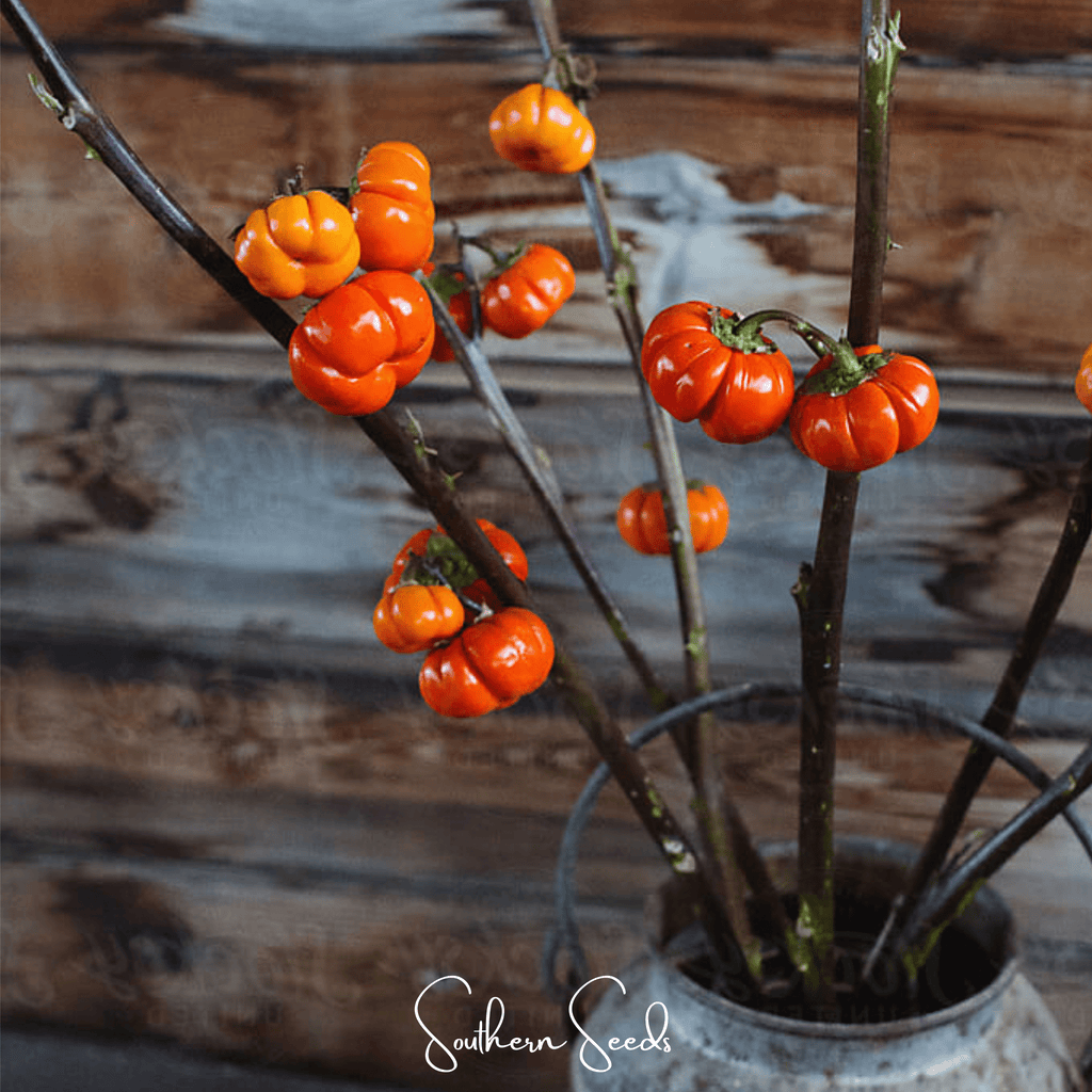 Pumpkin On A Stick Eggplant – 15 Seeds