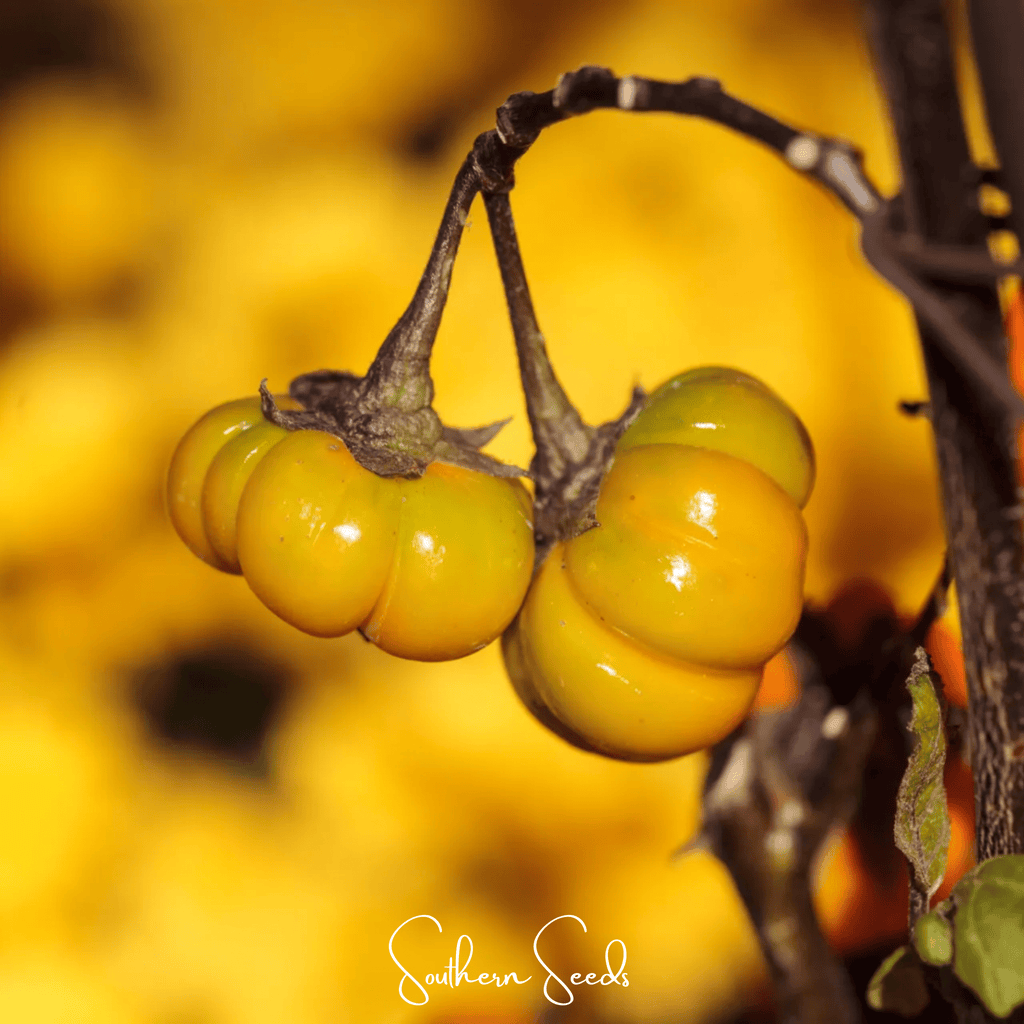 Pumpkin On A Stick Eggplant – 15 Seeds