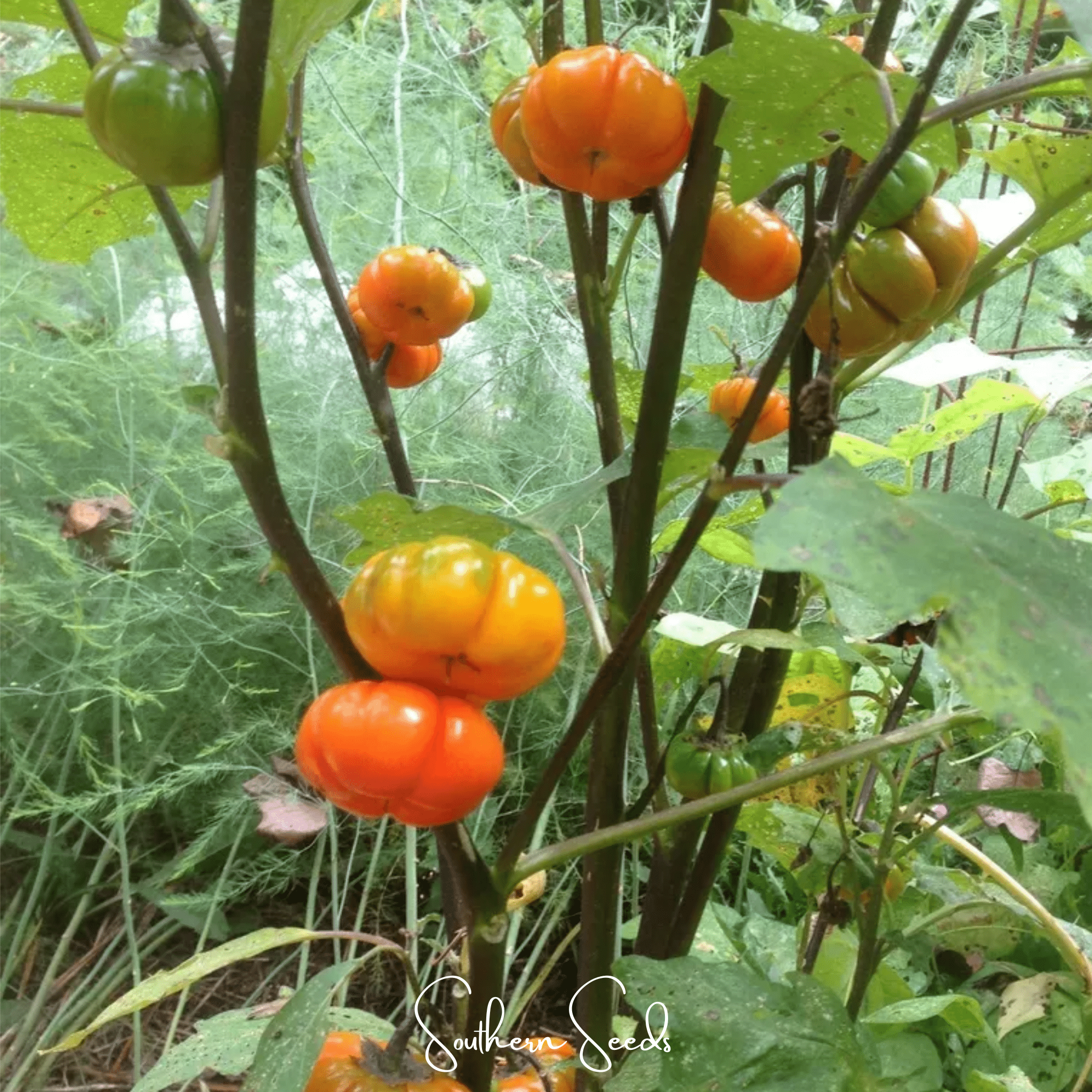 Pumpkin On A Stick Eggplant – 15 Seeds