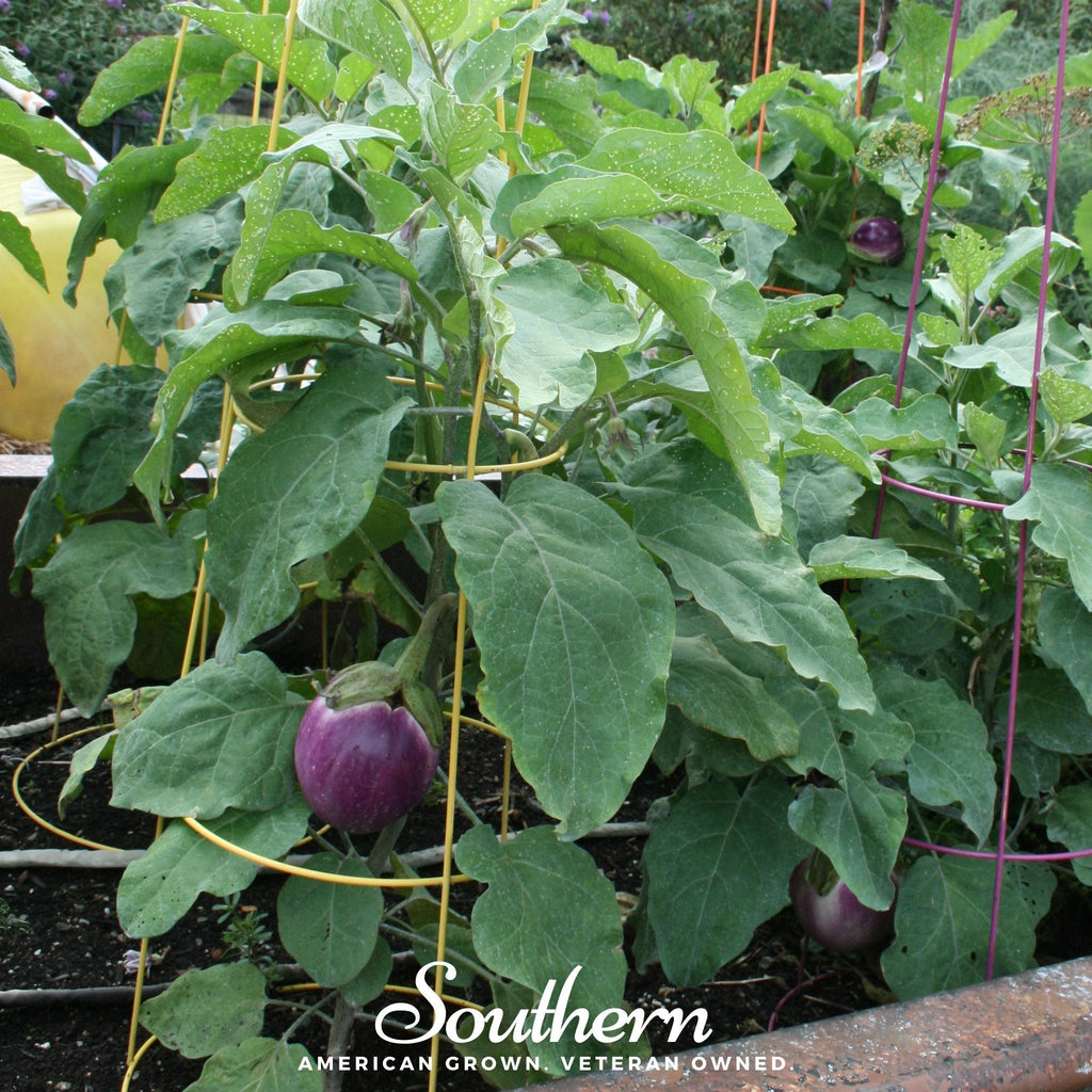 Rosa Bianca Eggplant – 50 Seeds