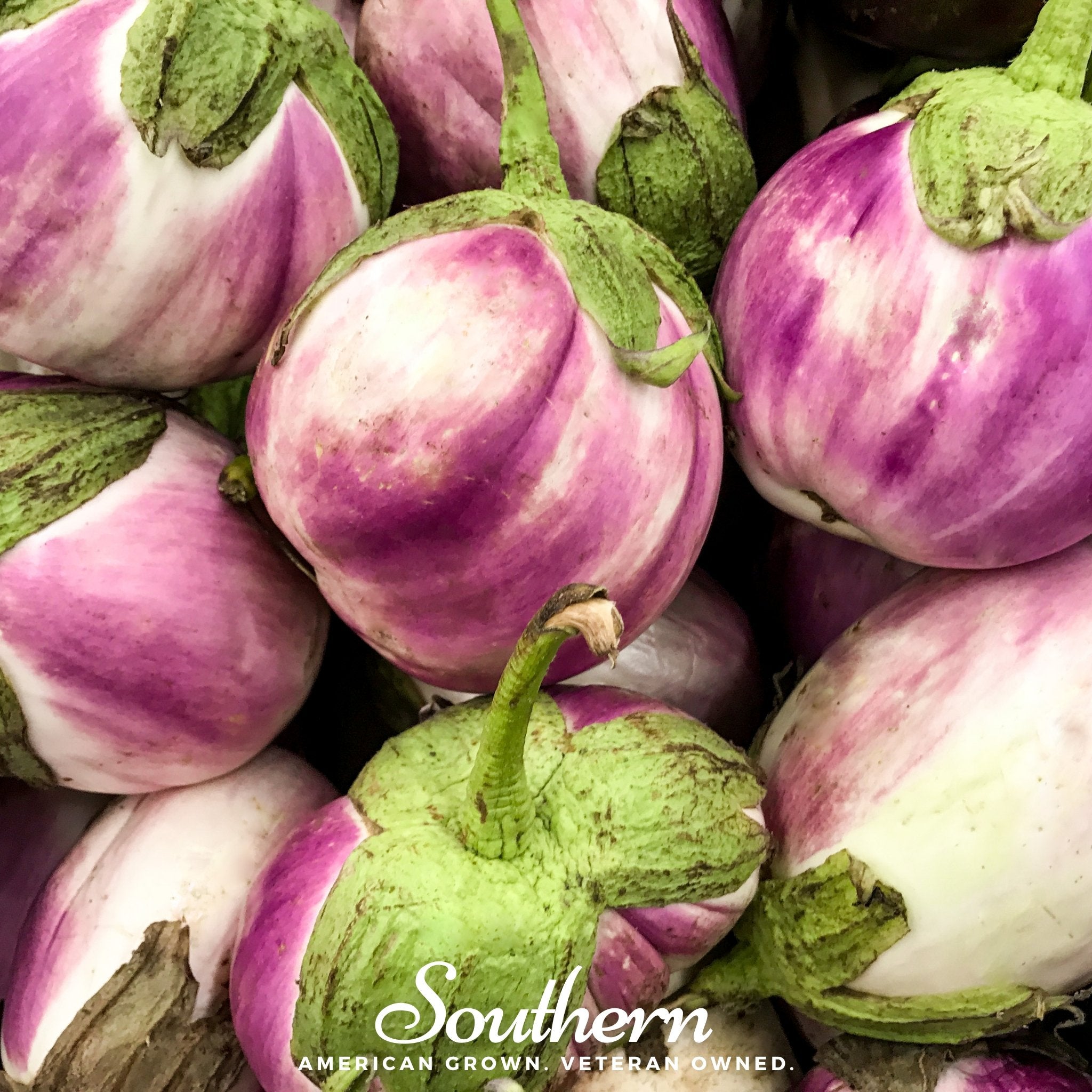 Rosa Bianca Eggplant – 50 Seeds
