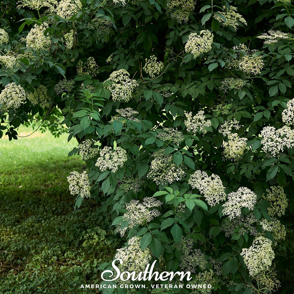 European Black Elderberry – 50 Seeds