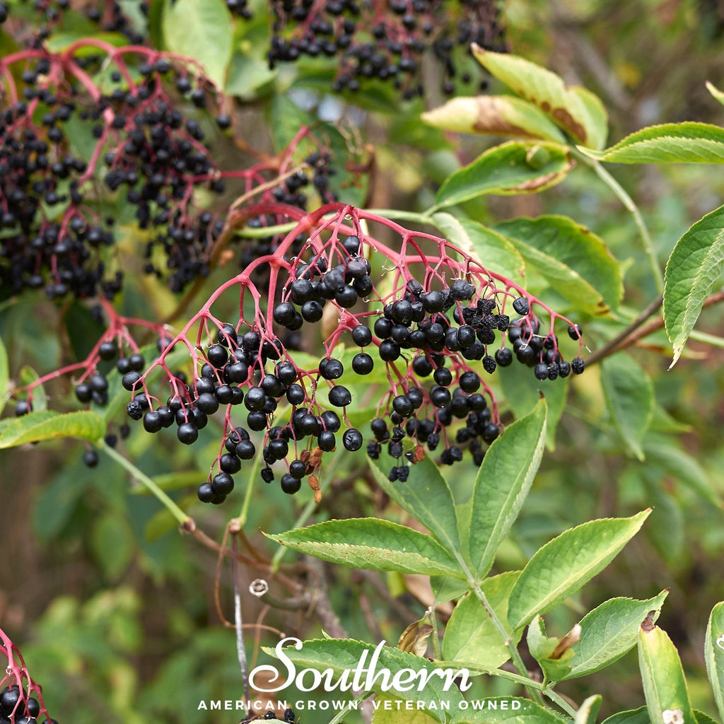 European Black Elderberry – 50 Seeds