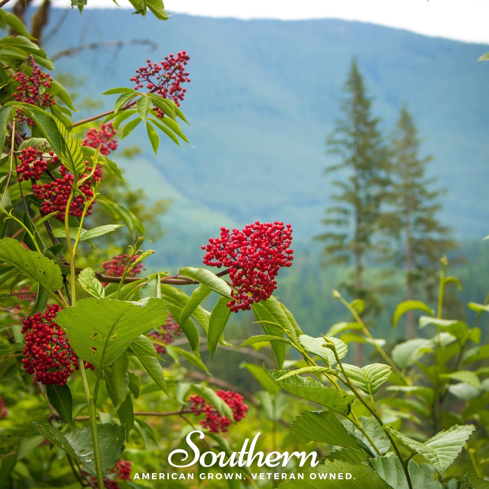 Pacific Red Elderberry – 50 Seeds