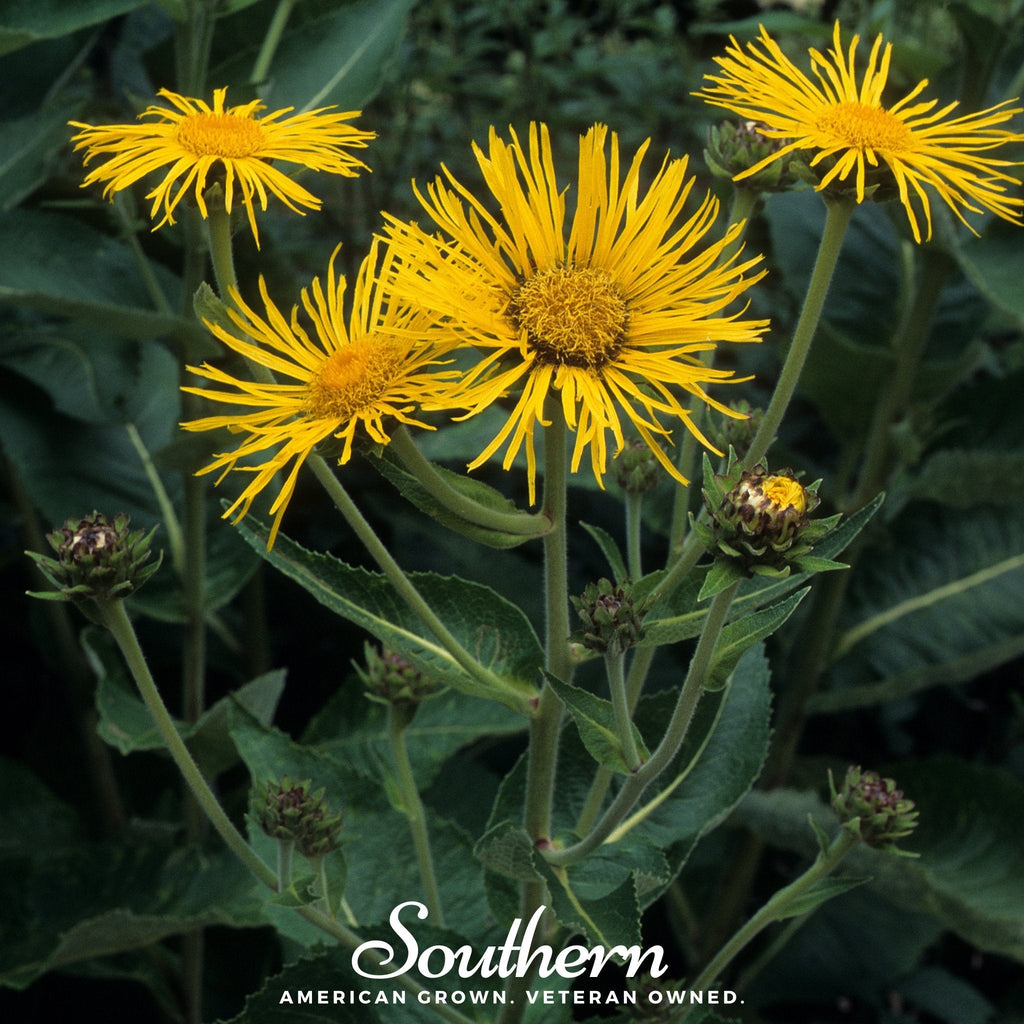 Elecampane – 25 Seeds