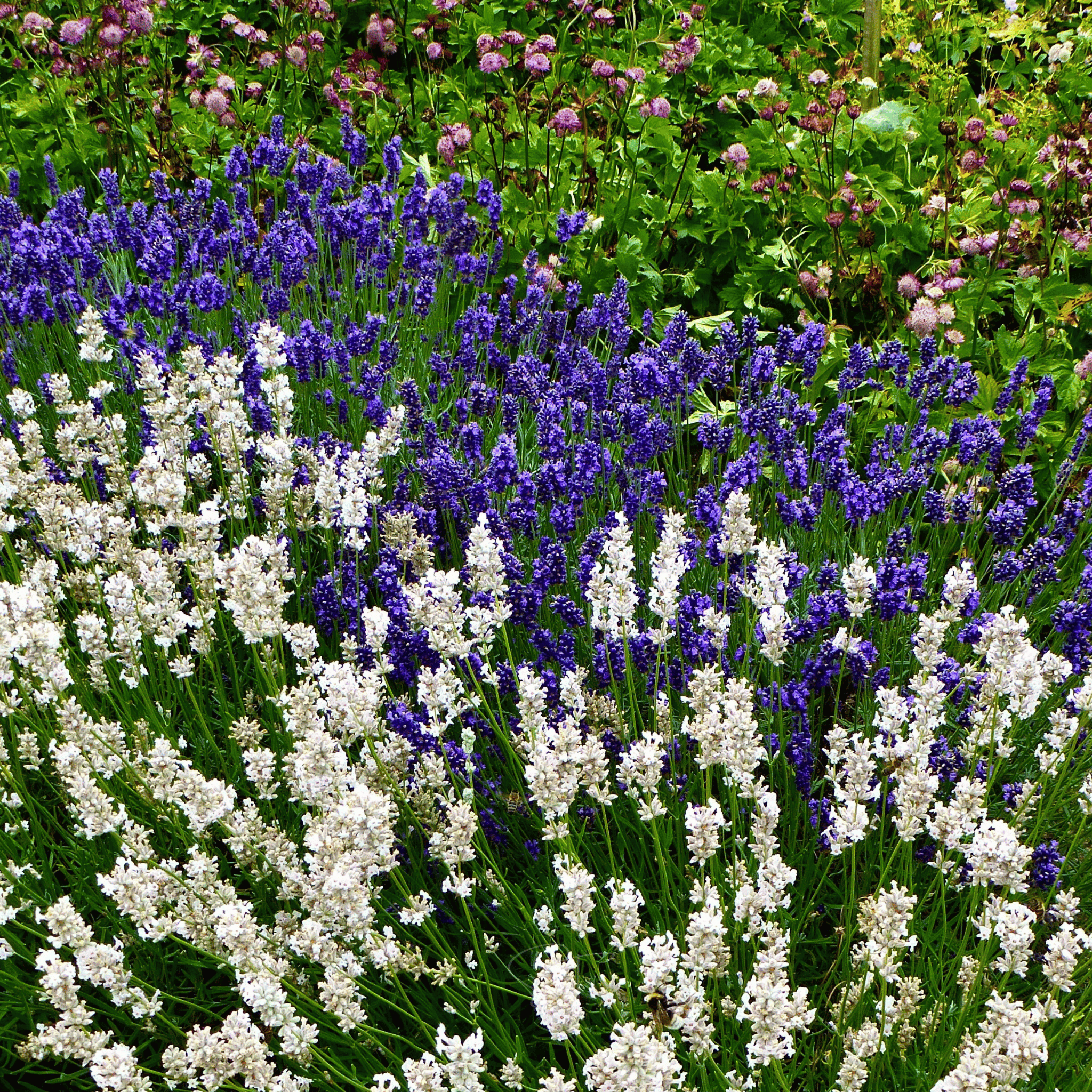 Ellagance Snow Lavender – 20 Seeds