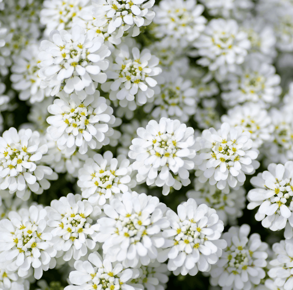 Empress Rocket Candytuft – 100 Seeds