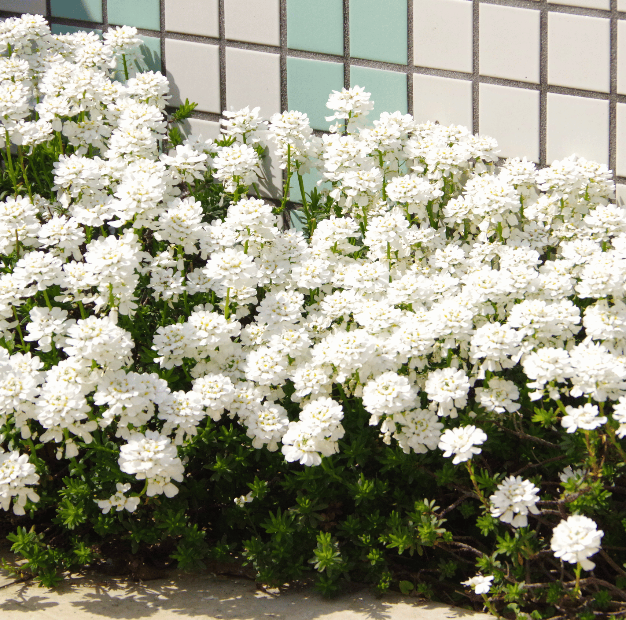 Empress Rocket Candytuft – 100 Seeds