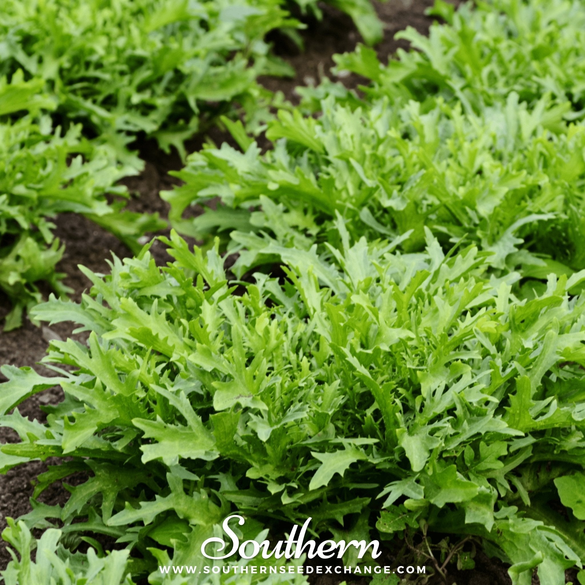 Green Curled Ruffec Endive – 200 Seeds