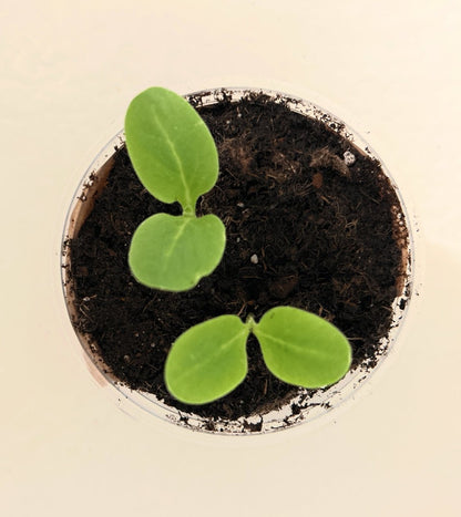 Macadamia Nut Tree Grow Kit | Seed Starter Grow Kit | Seeds In A Cup®