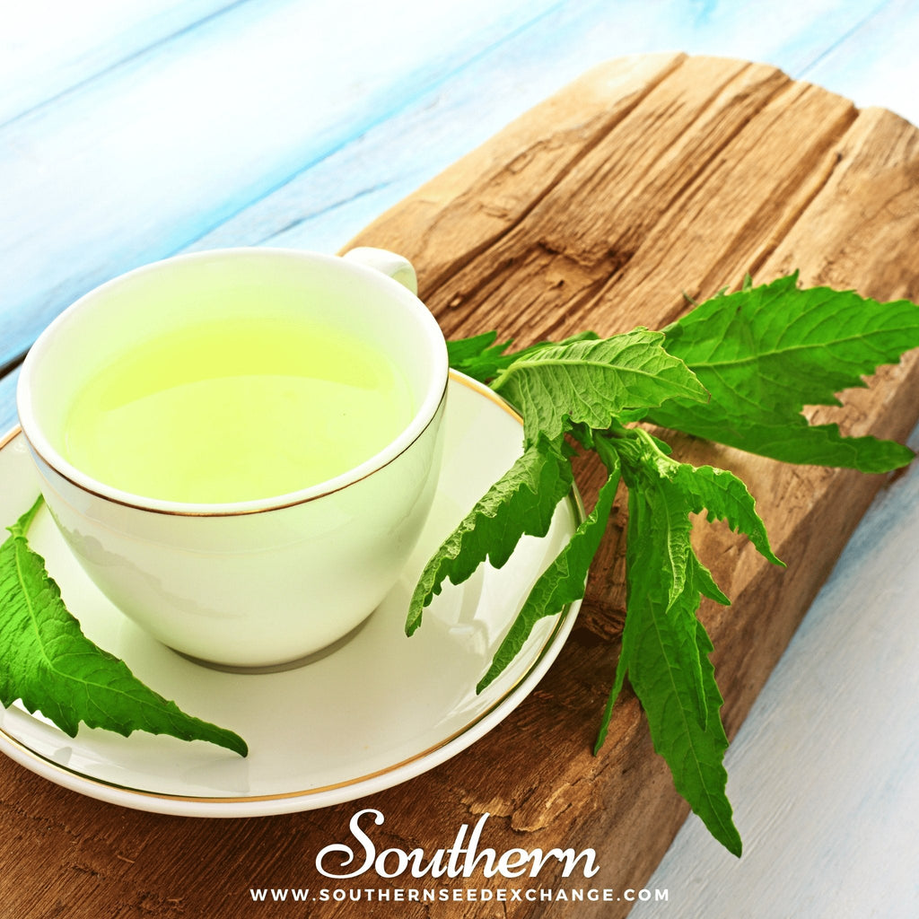 Epazote – 25 Seeds