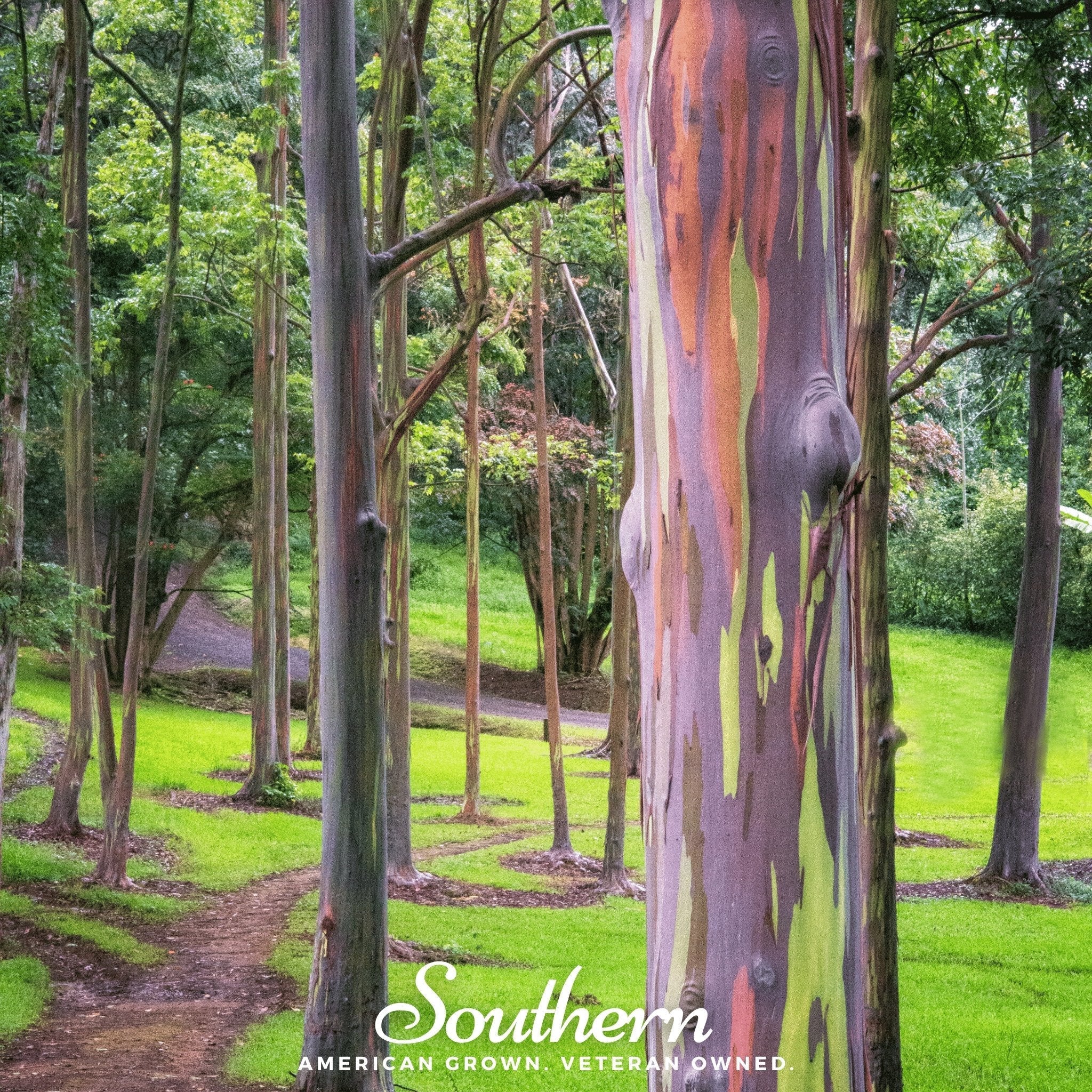 Rainbow Gum Tree Eucalyptus – 100 Seeds