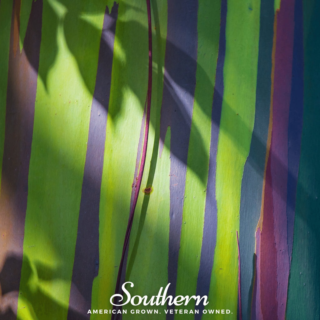 Rainbow Gum Tree Eucalyptus – 100 Seeds