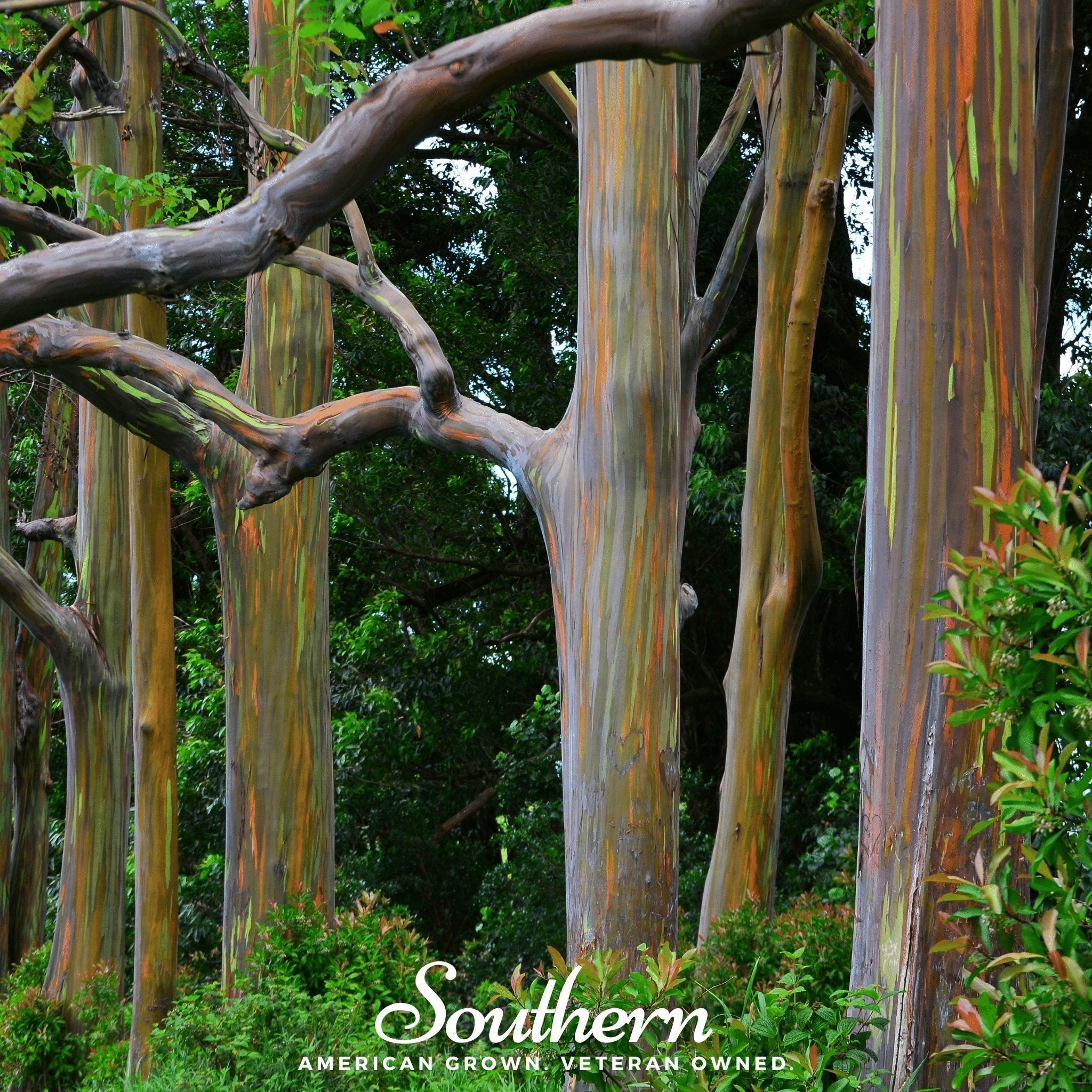 Rainbow Gum Tree Eucalyptus – 100 Seeds