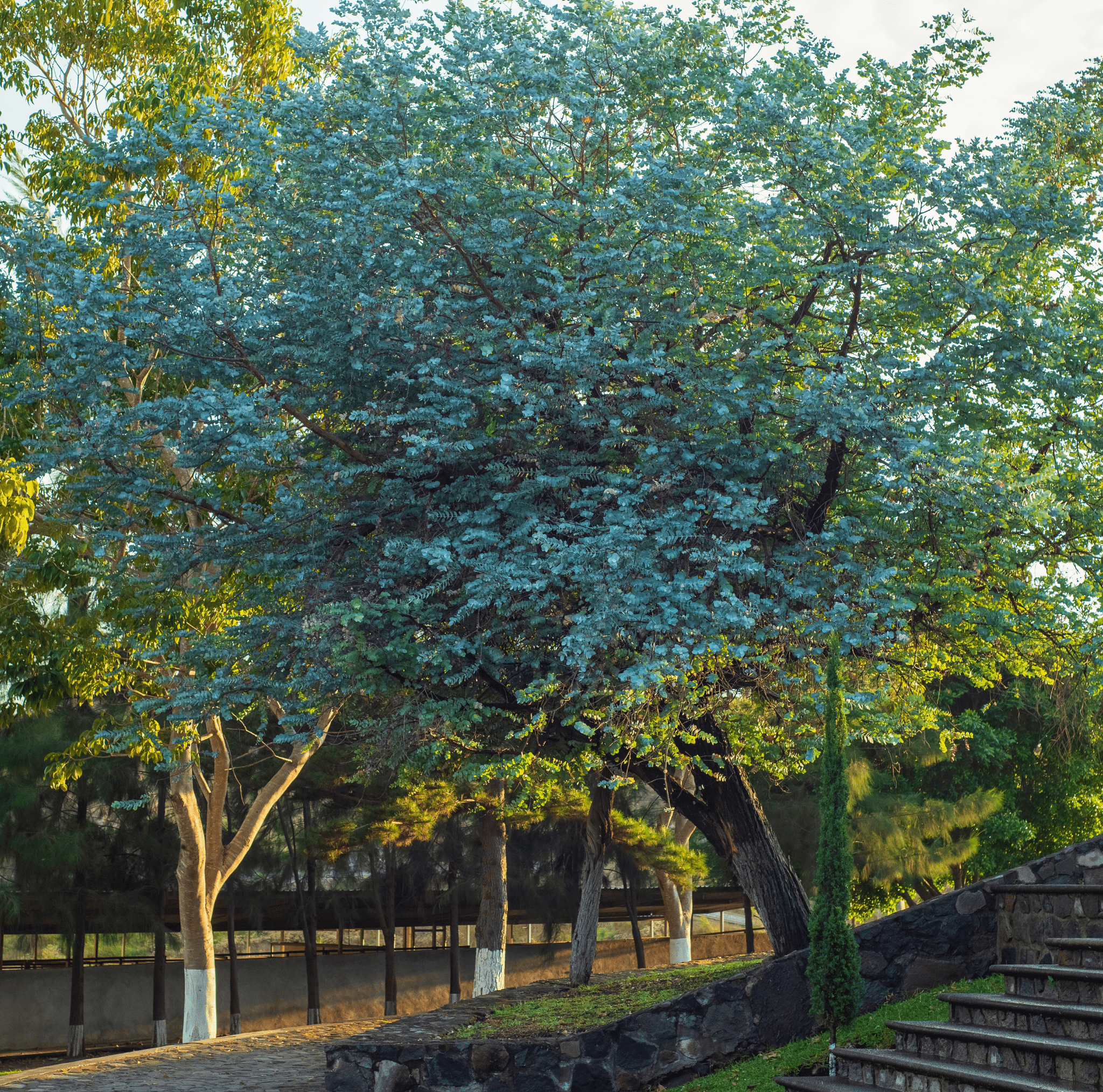 Silver Dollar Eucalyptus – 20 Seeds