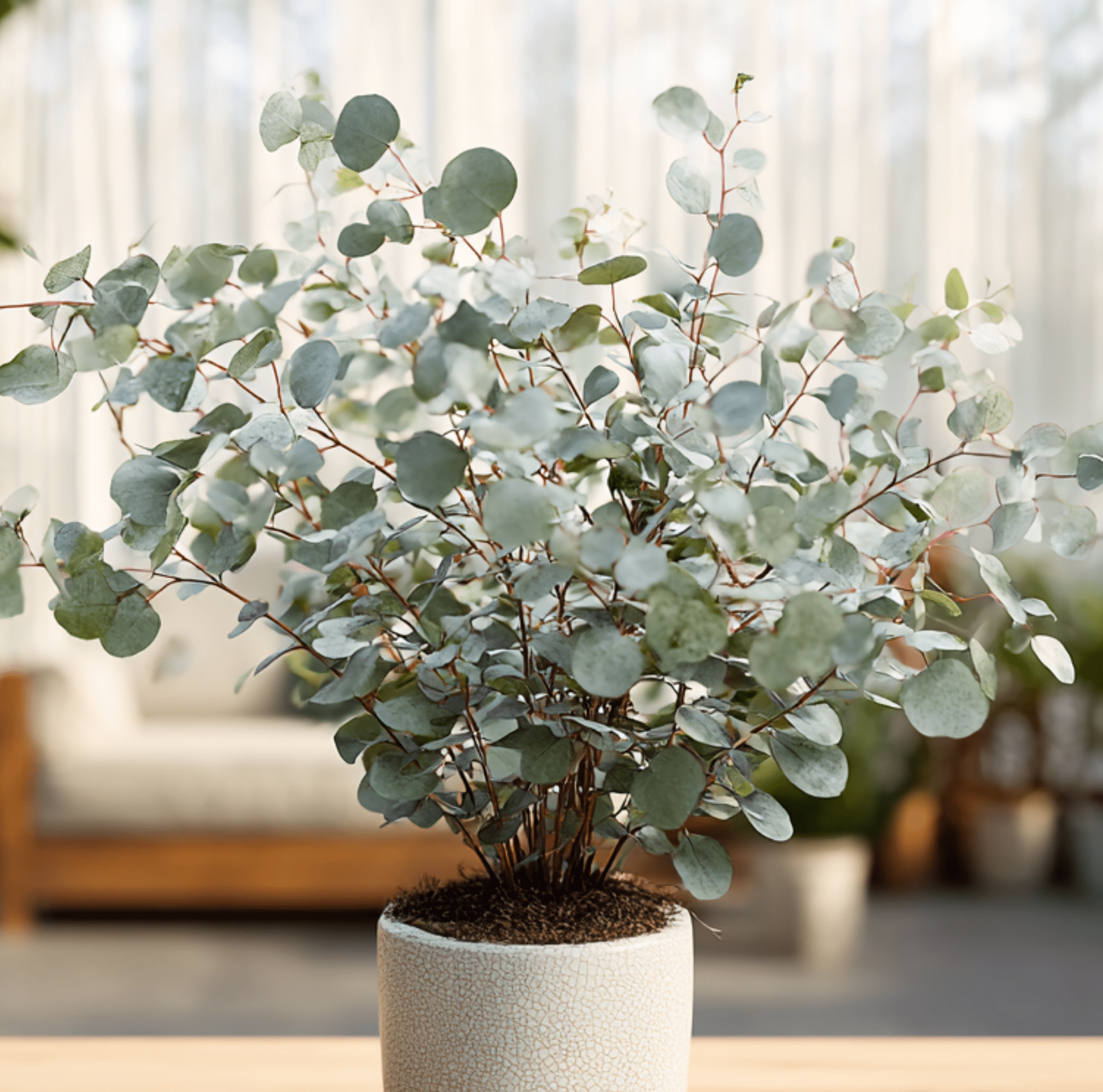 Silver Dollar Eucalyptus – 20 Seeds