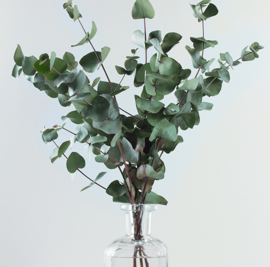 Silver Dollar Eucalyptus – 20 Seeds