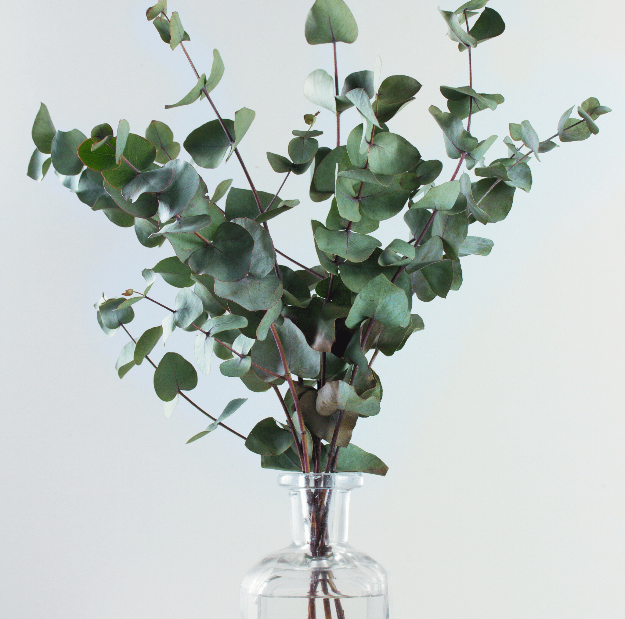 Silver Dollar Eucalyptus – 20 Seeds