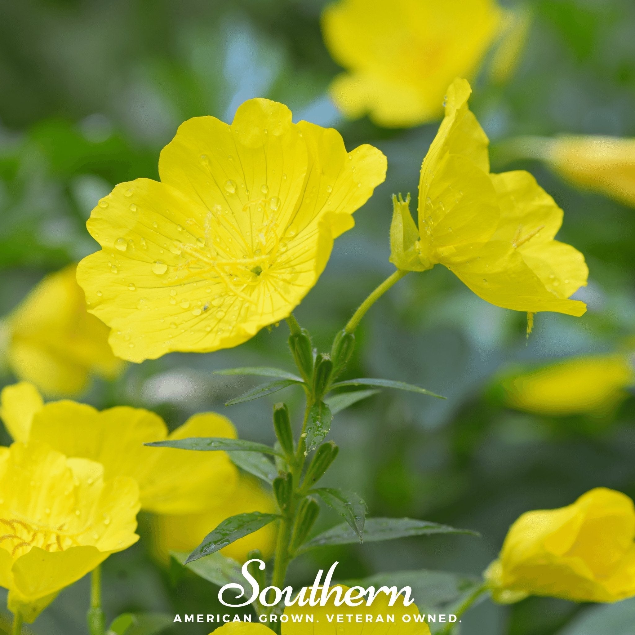 Common Evening Primrose – 100 Seeds