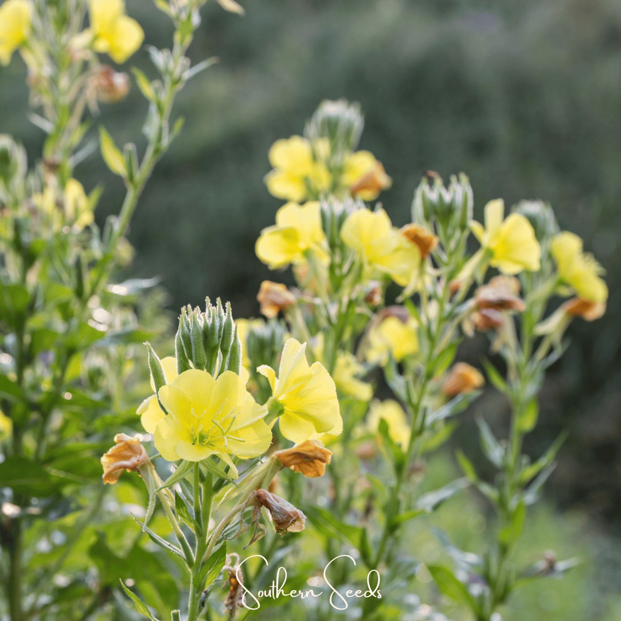 Evening Primrose – 100 Seeds