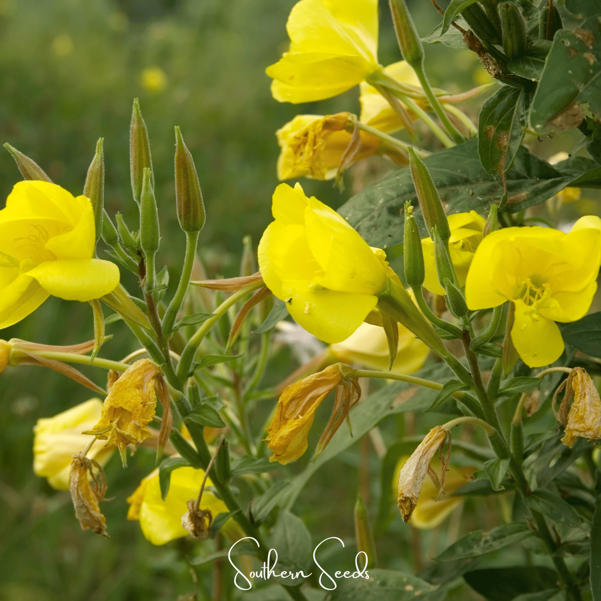 Evening Primrose – 100 Seeds