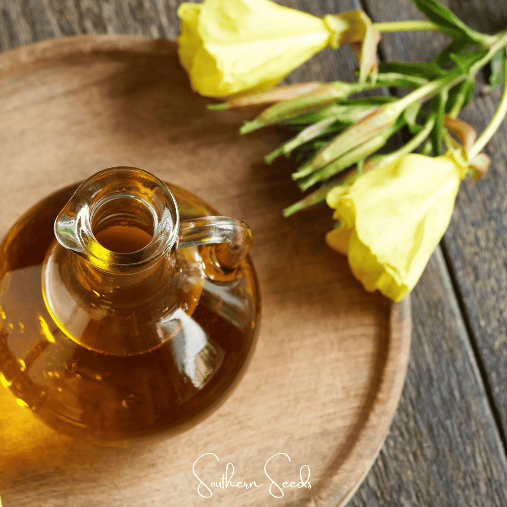 Evening Primrose – 100 Seeds