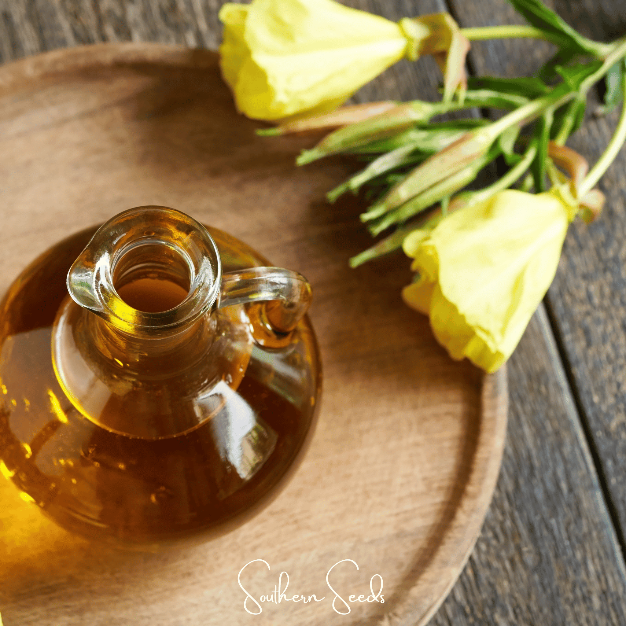 Evening Primrose – 100 Seeds