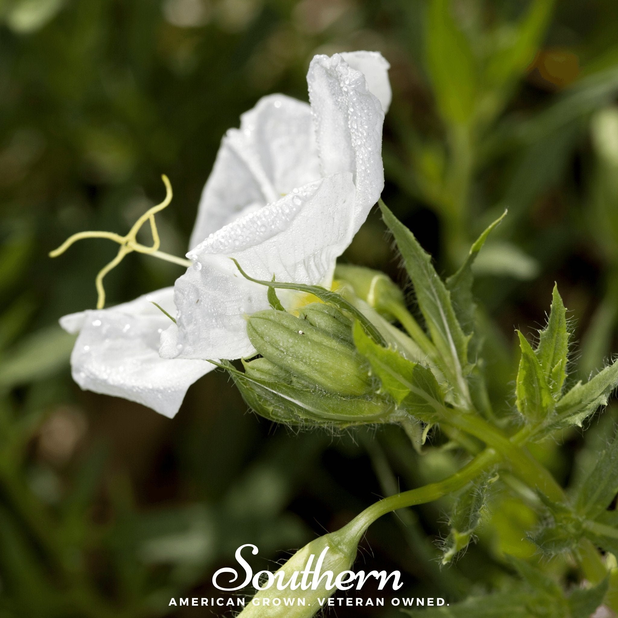 Pale Evening Primrose – 100 Seeds