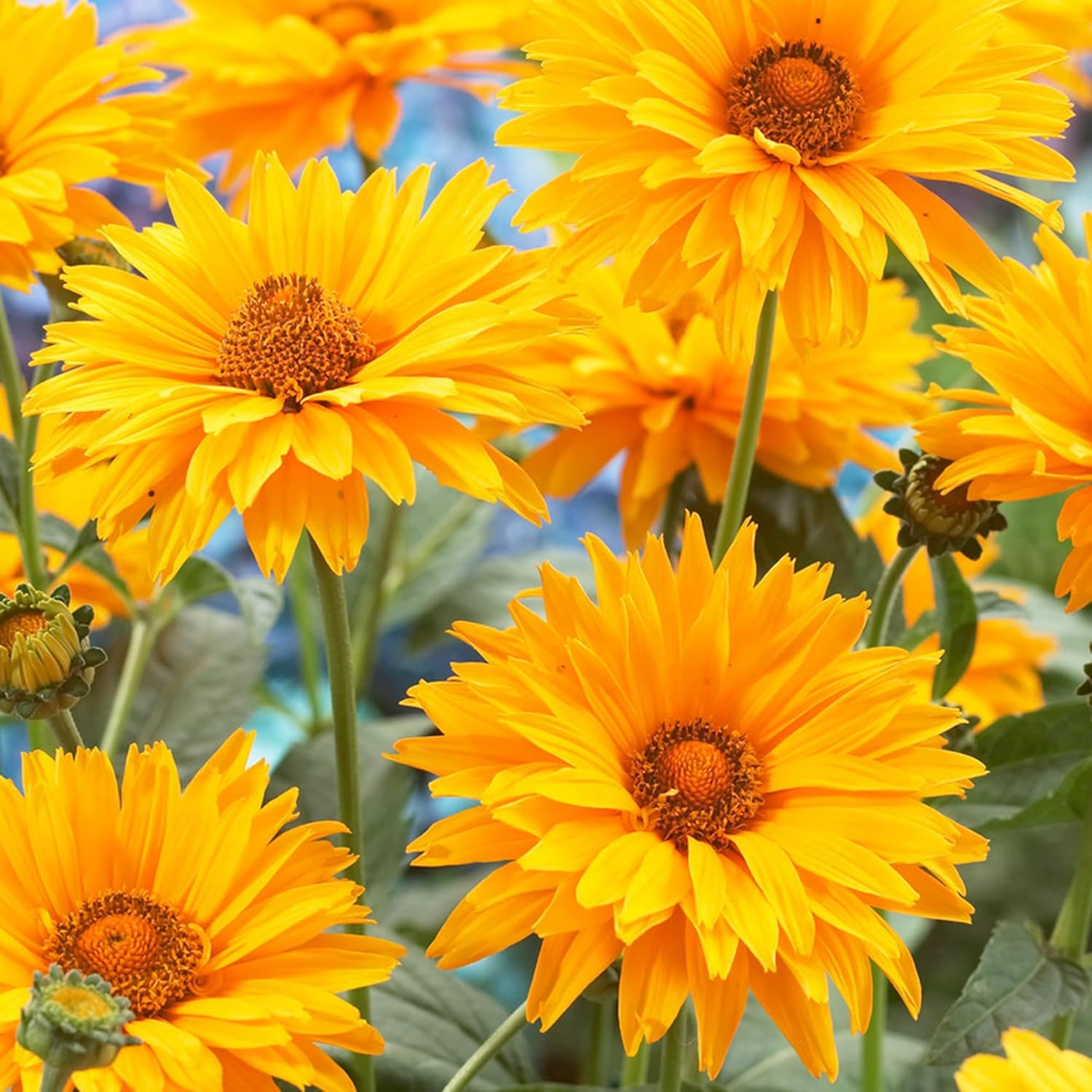 False Sunflower Seeds (Heliopsis Helianthoides) - Hardy Perennial, Heat & Drought Tolerant Blooms