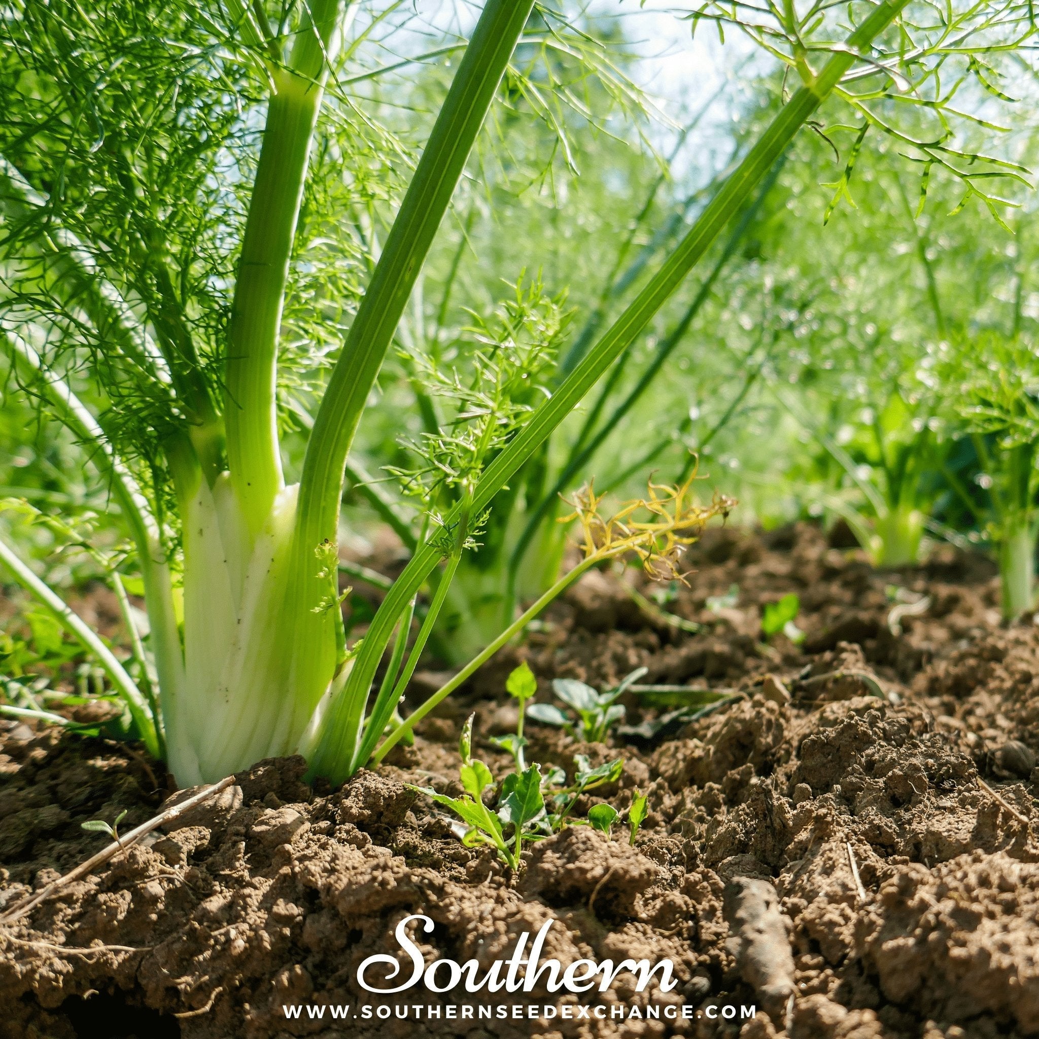 Florence Fennel – 200 Seeds