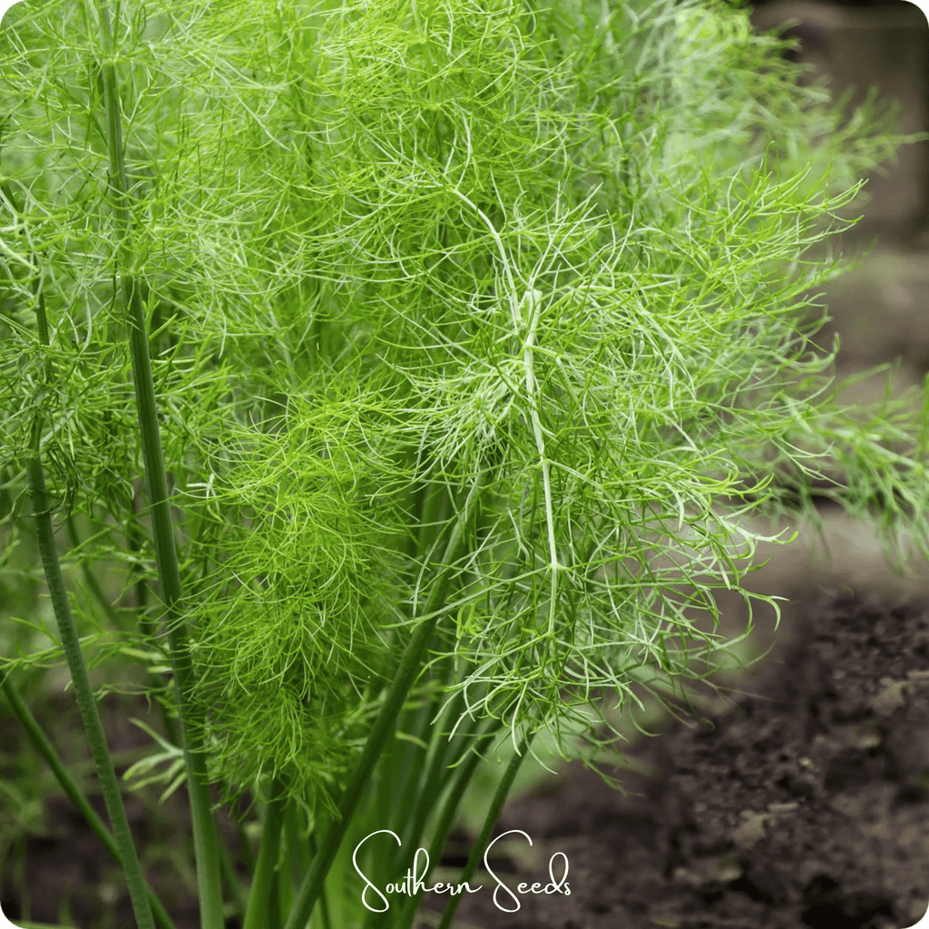 Grosfruchtiger Fennel – 200 Seeds