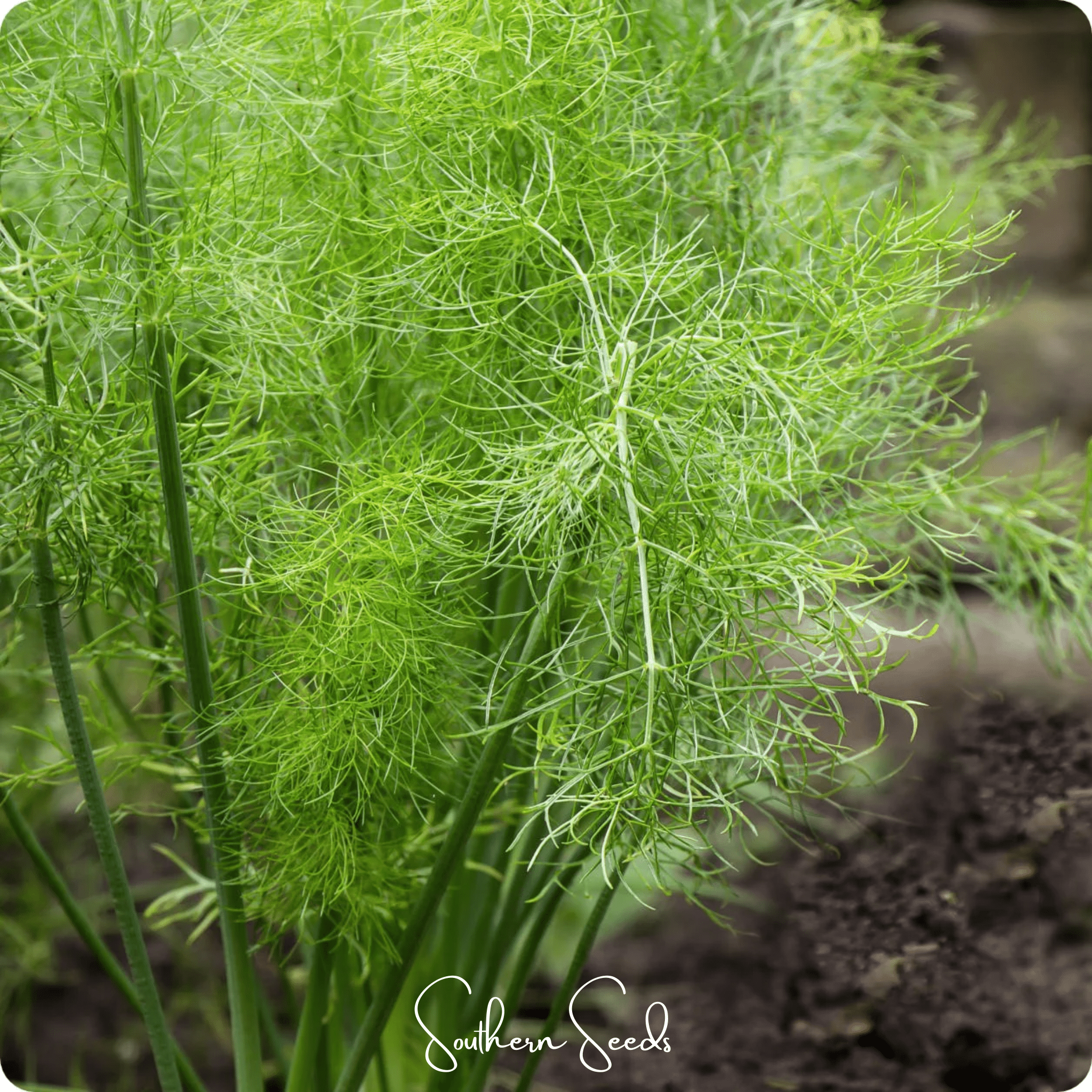 Grosfruchtiger Fennel – 200 Seeds