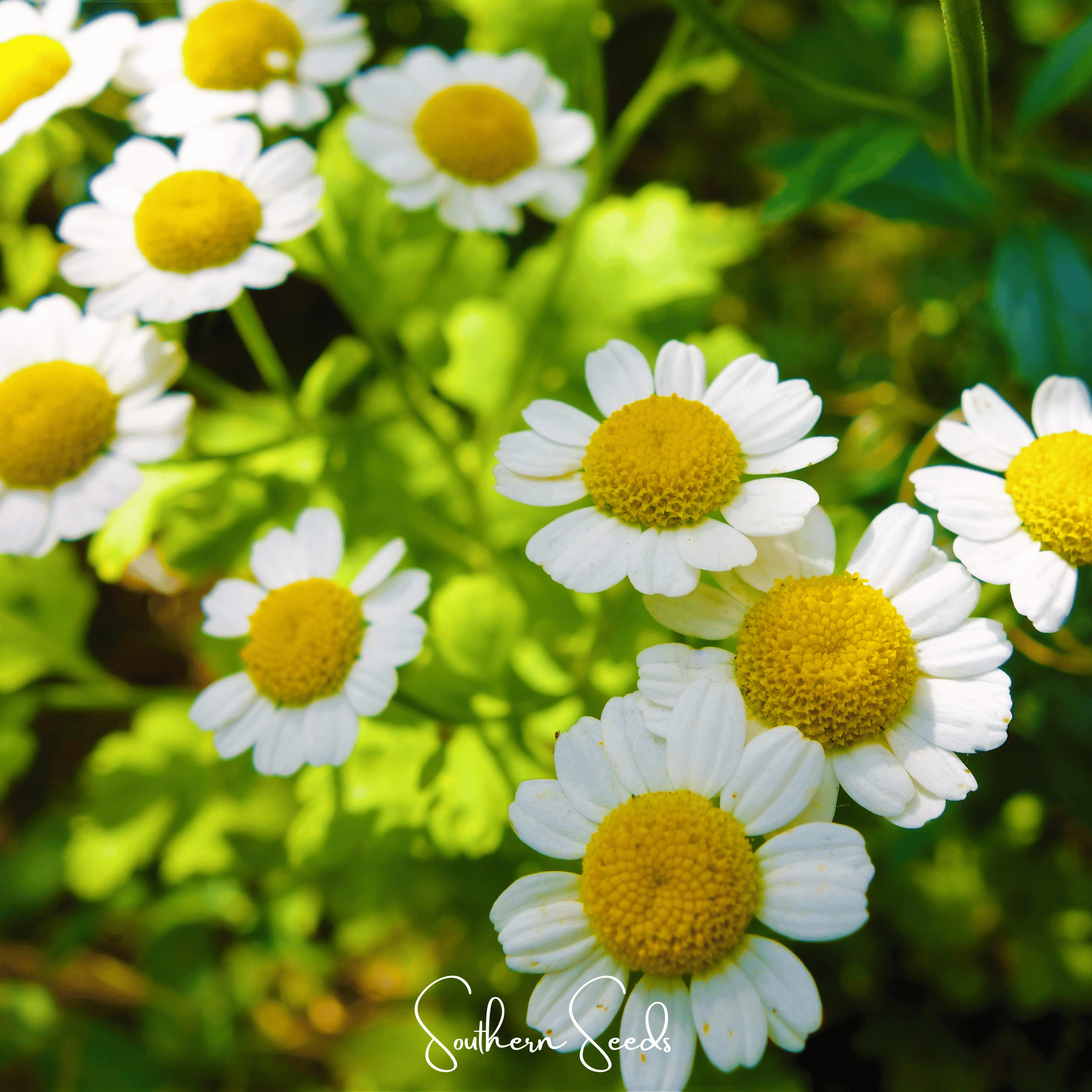 Feverfew – 100 Seeds