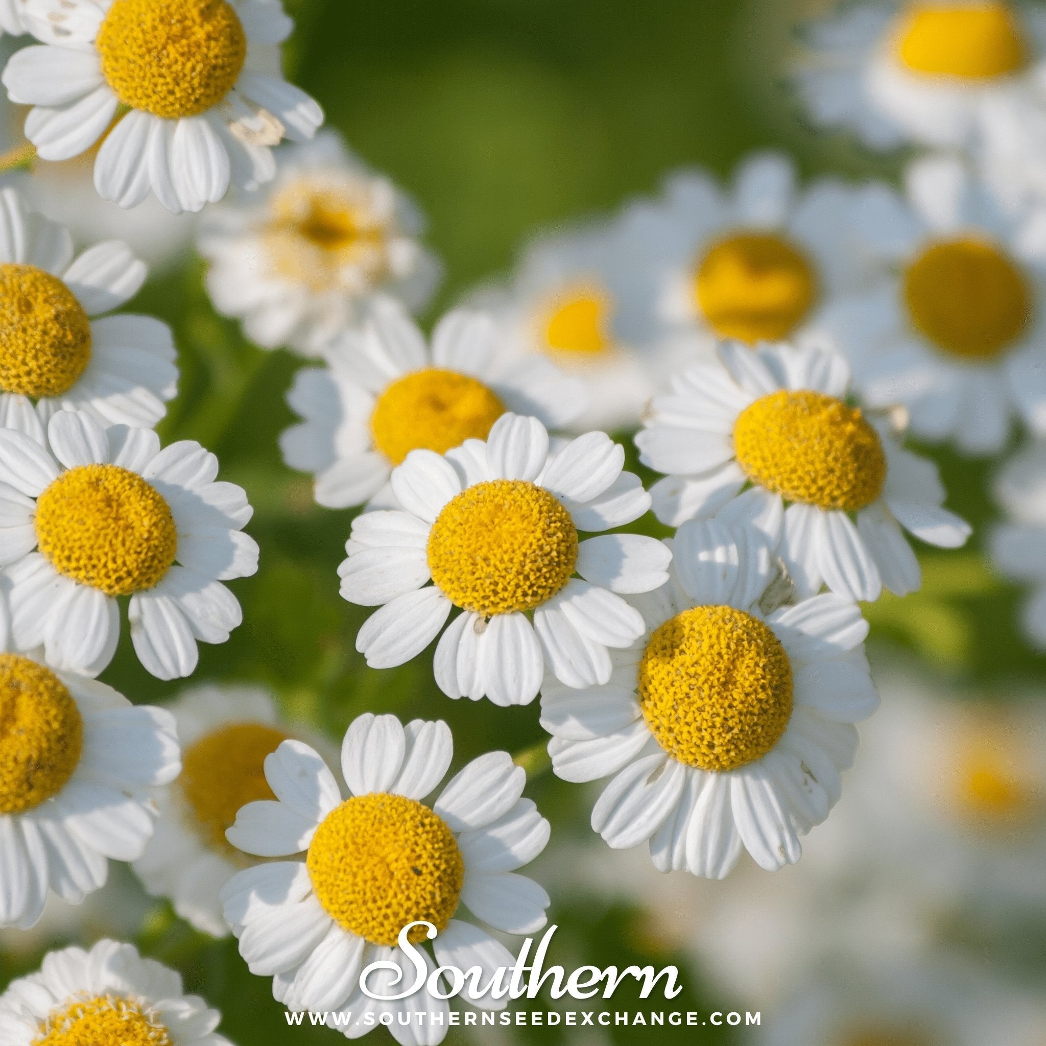Feverfew – 100 Seeds