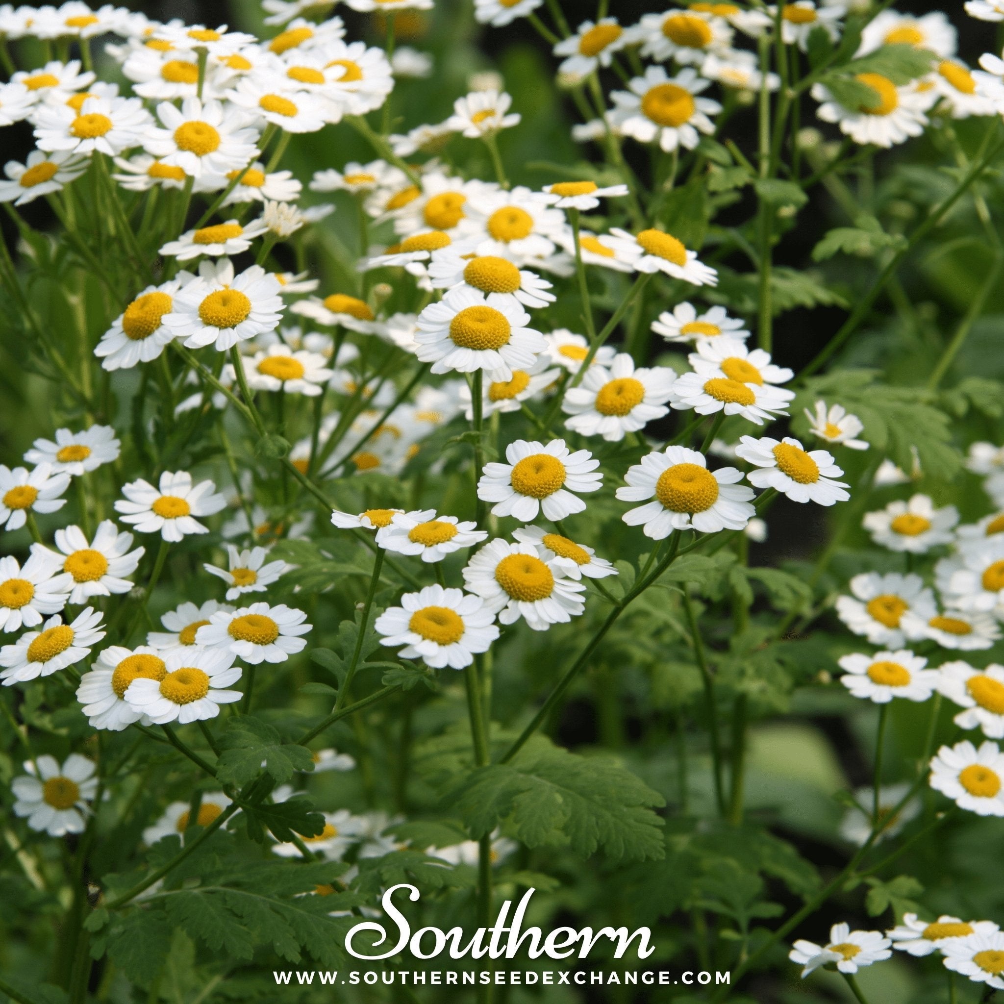 Feverfew – 100 Seeds